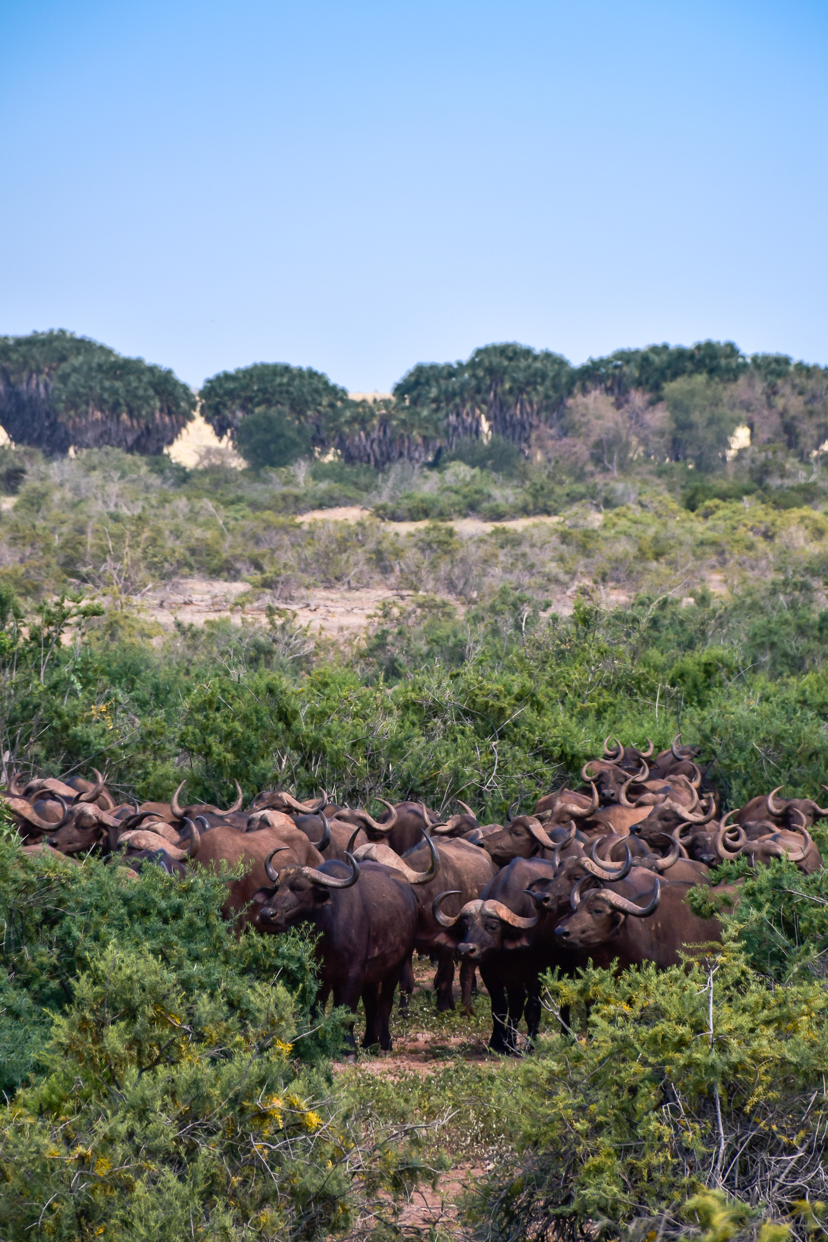 Bufali nello Tsavo East, Kenya