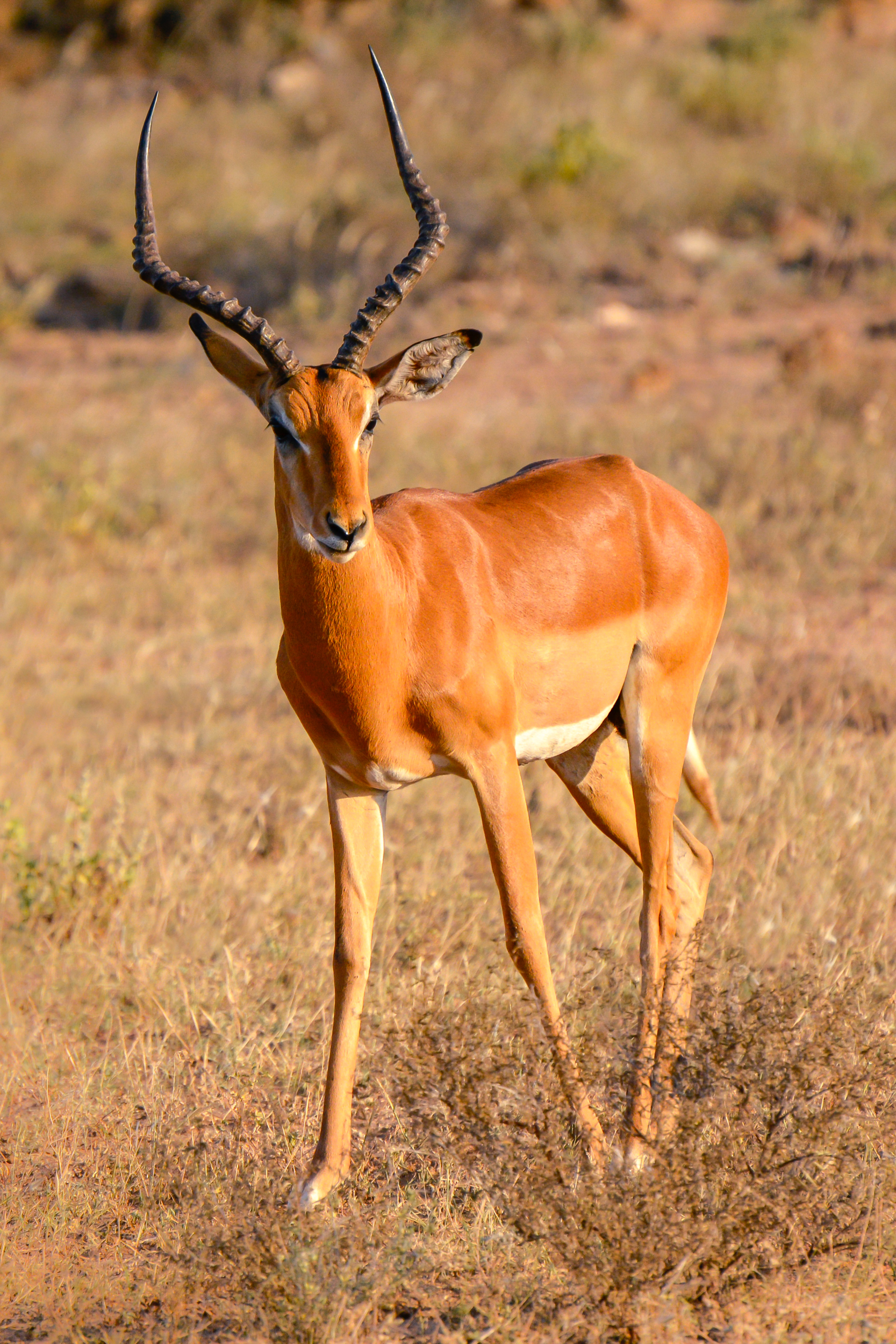 Antilope nello Tsavo East, Kenya