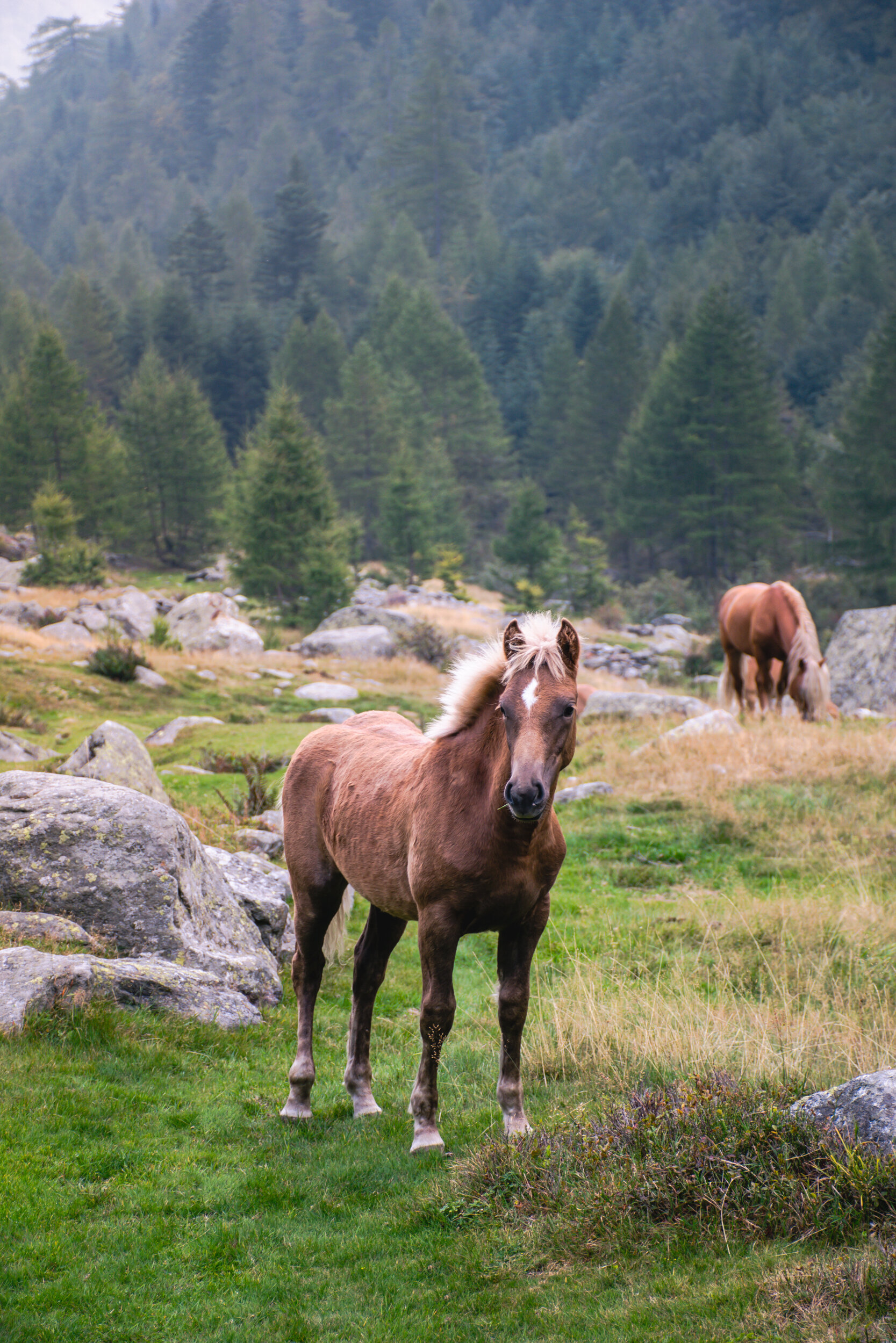 Cavalli dell'Alpe Darengo