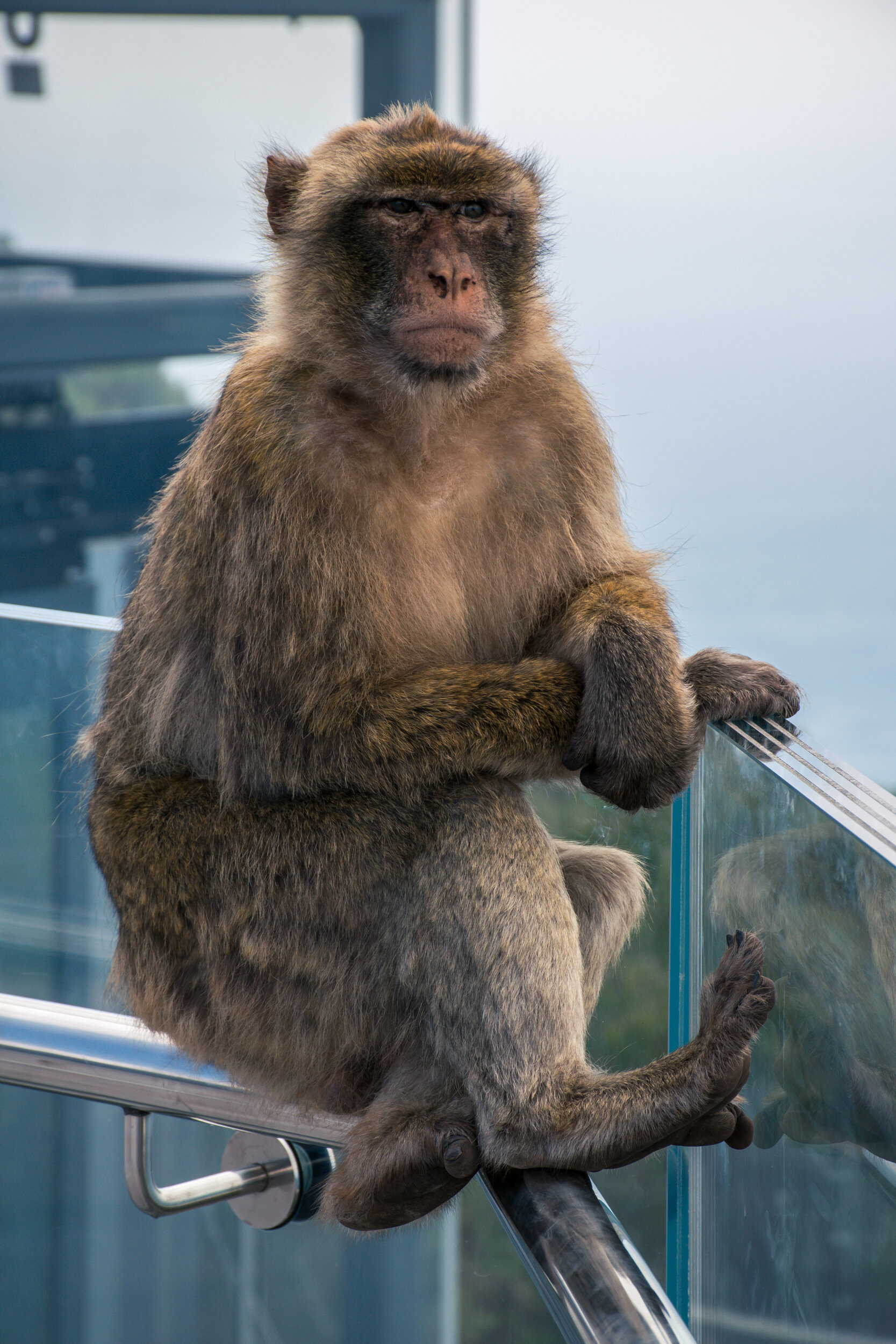 Scimmie Gibilterra