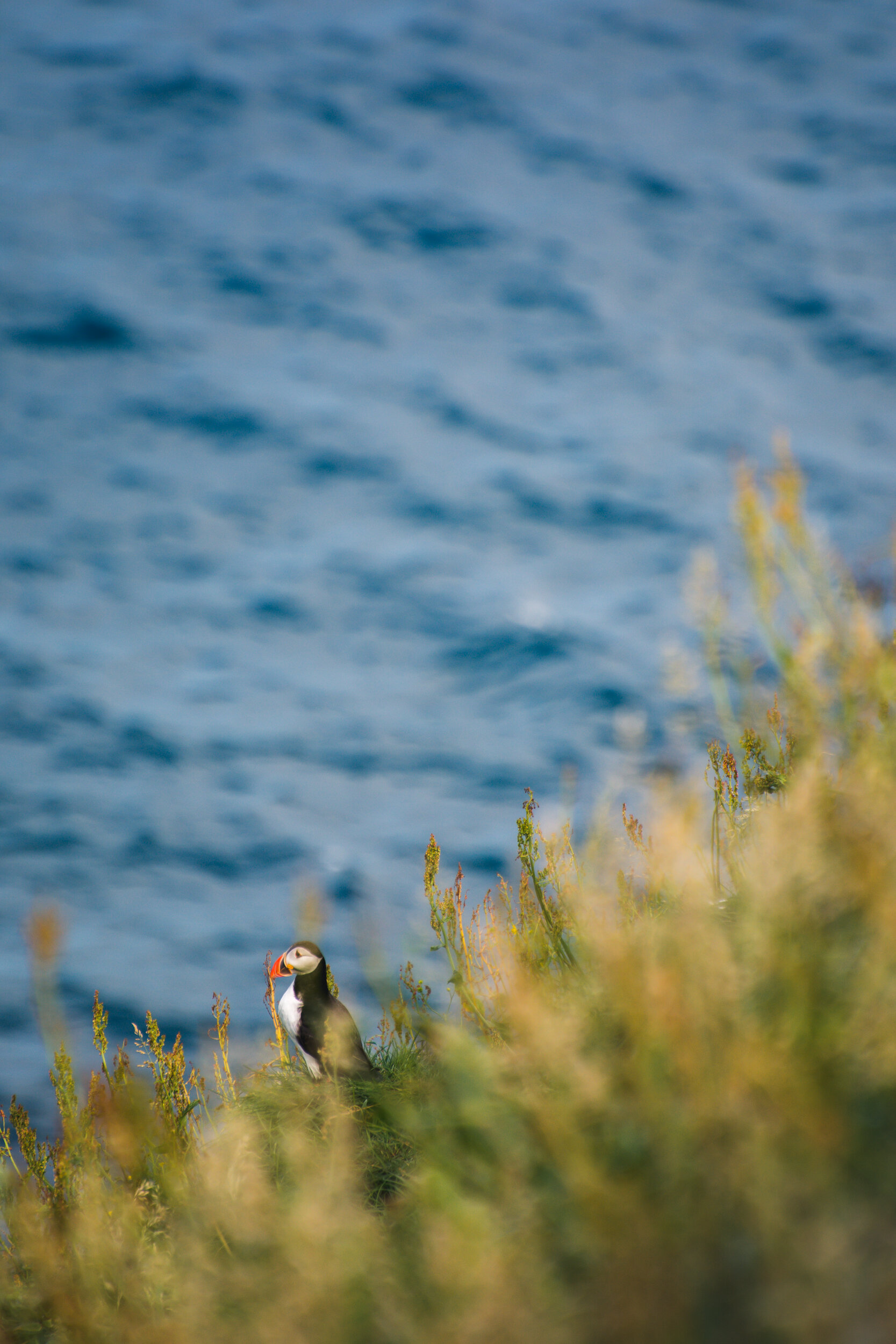 Puffin, Pulcinella di mare, Faroe Islands