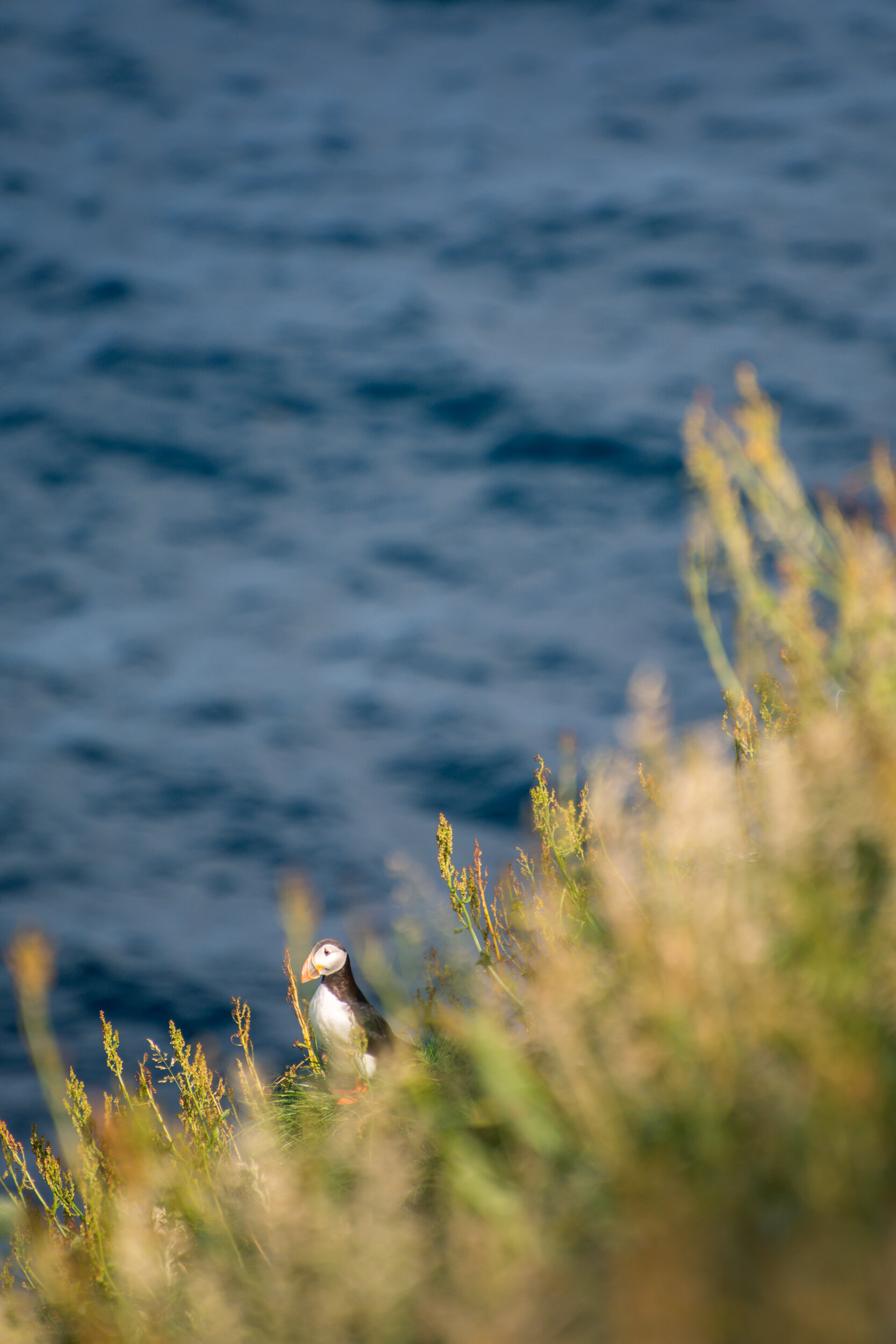 Puffin, Pulcinella di mare, Faroe Islands