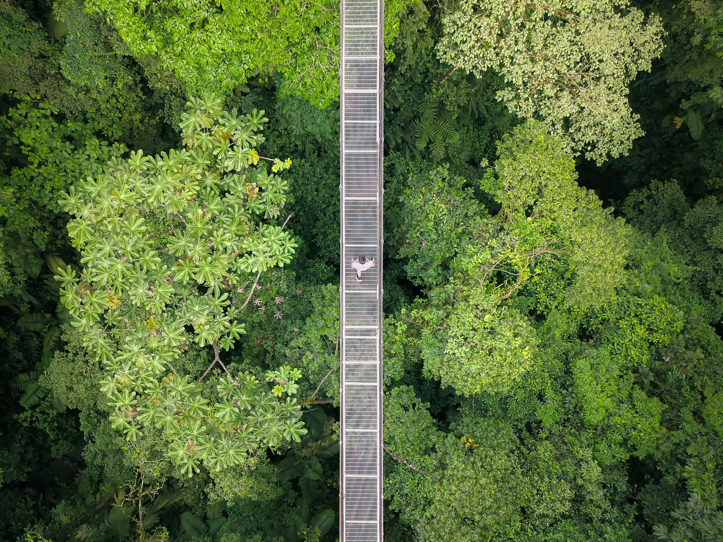 PONTI SOSPESI - Costa Rica