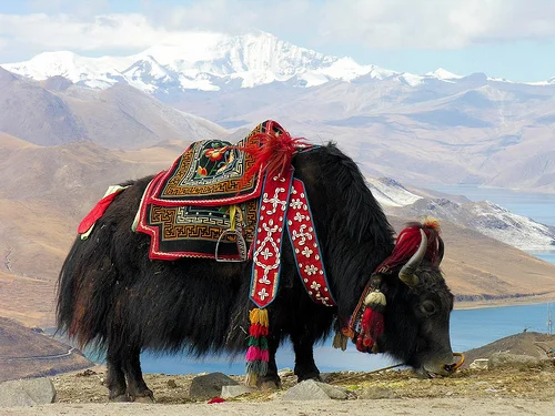 yak-the-symbol-of-tibetan-land.jpg