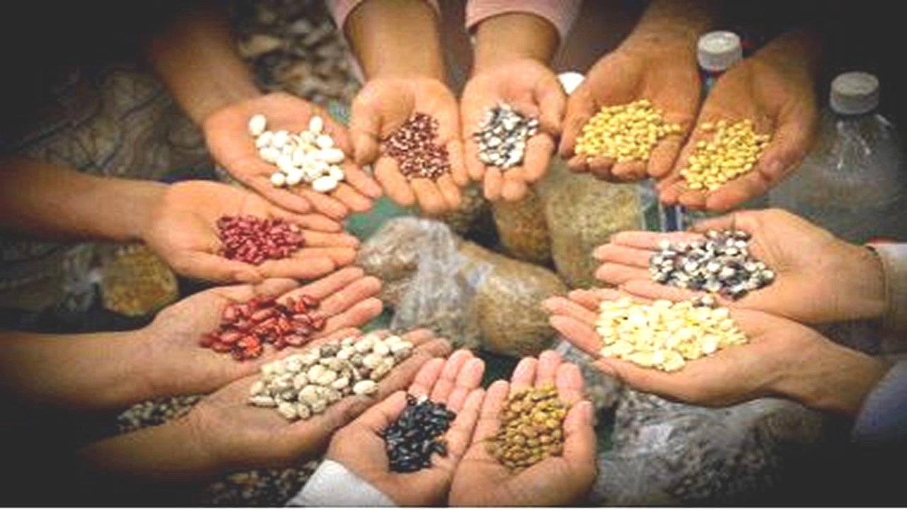 seeds-in-many-hands2.jpg