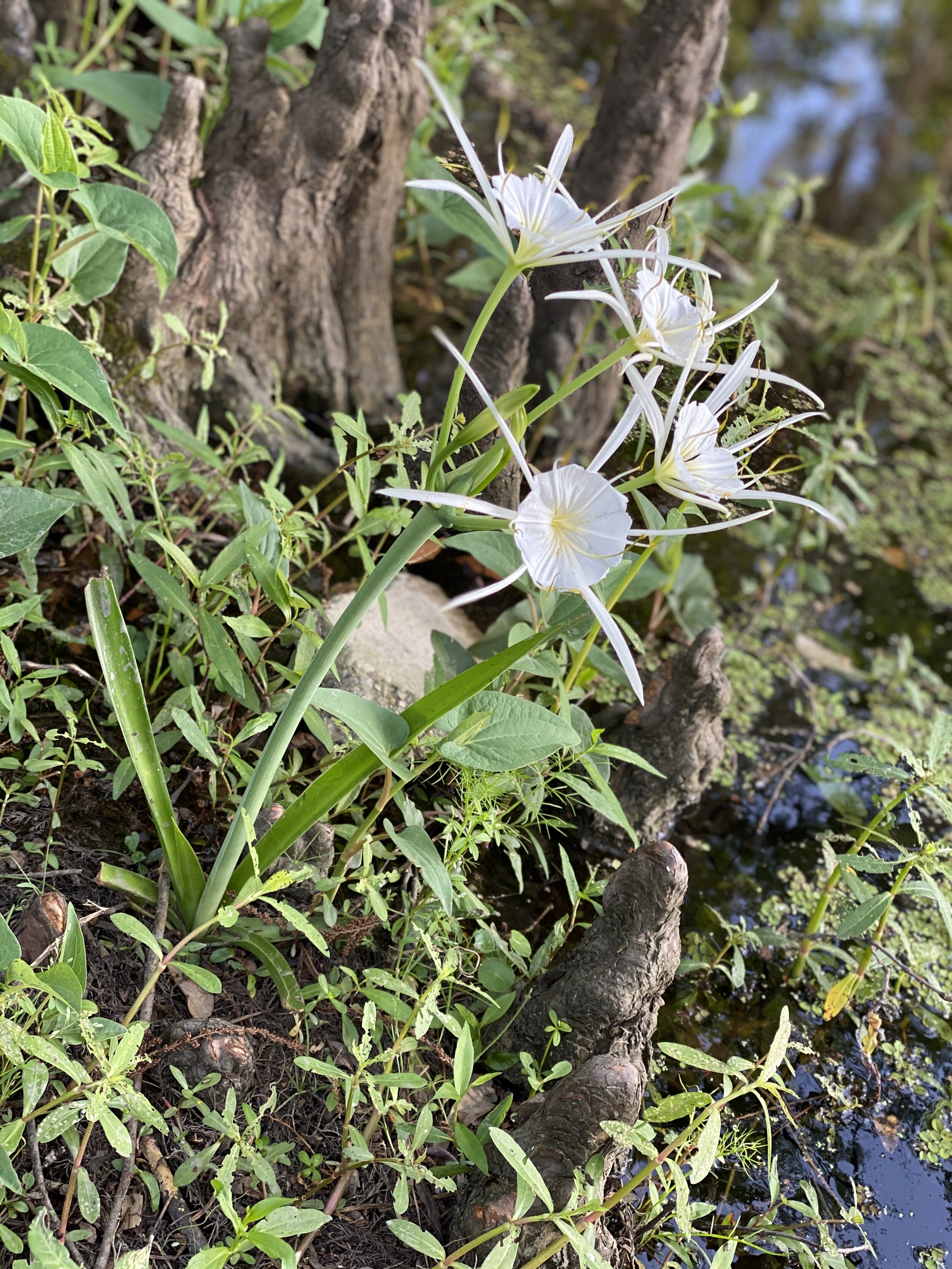 ONE YEAR MEMBERSHIP DUES