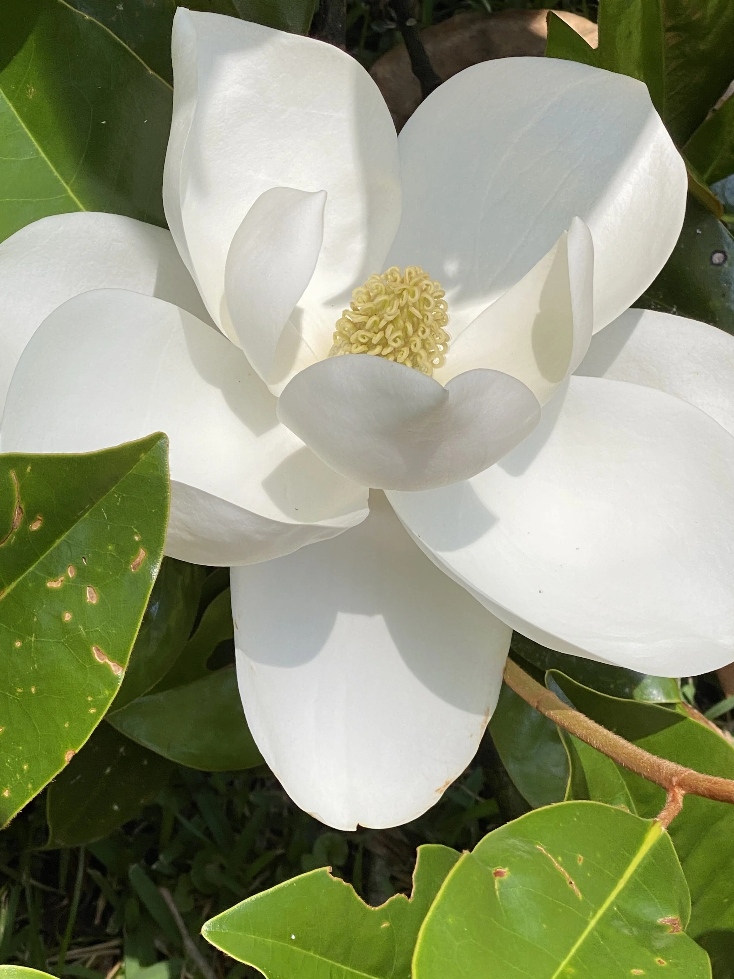 FIVE YEAR MEMBERSHIP DUES