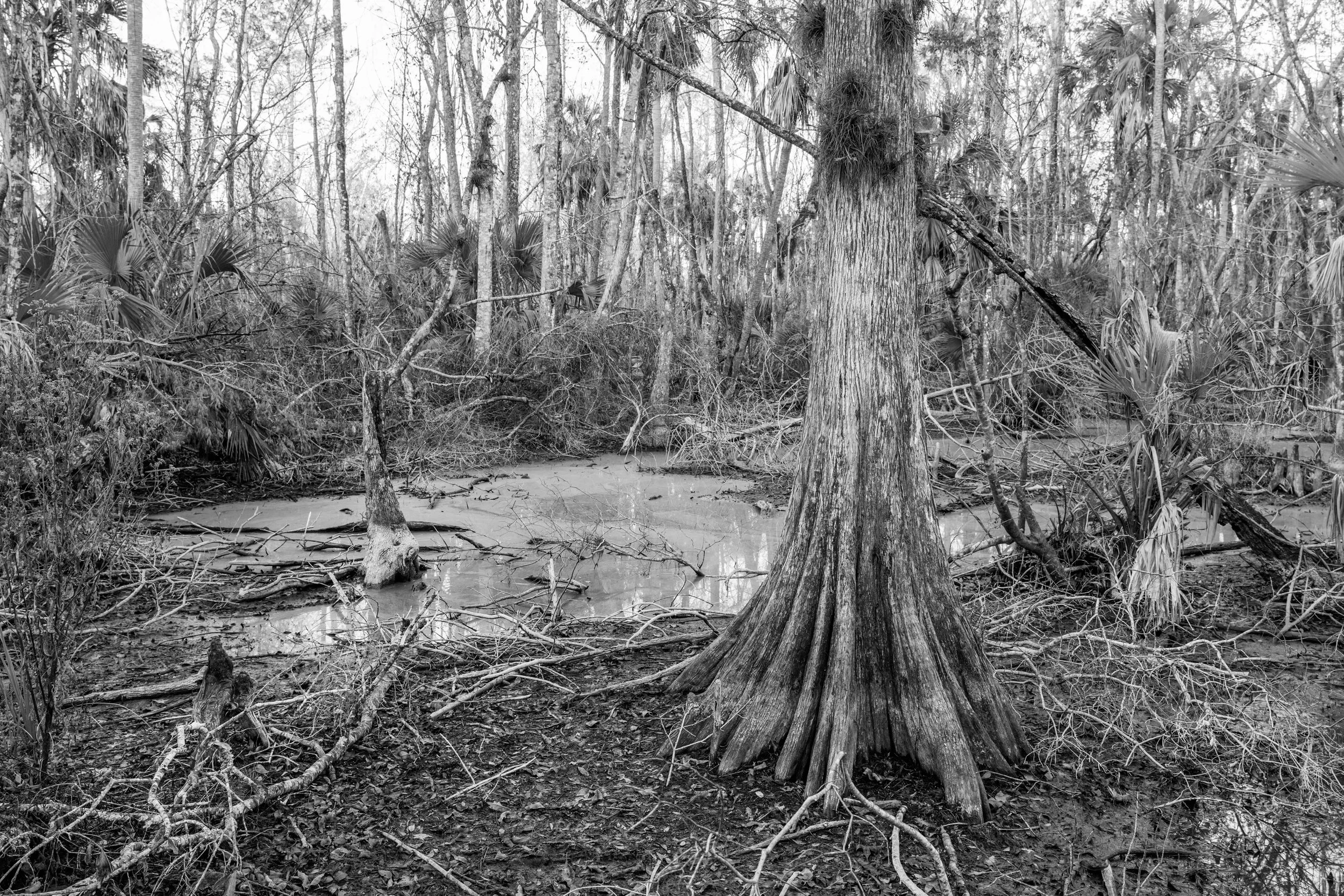 lsnwr - 2026-01-16-08203 copy.jpg