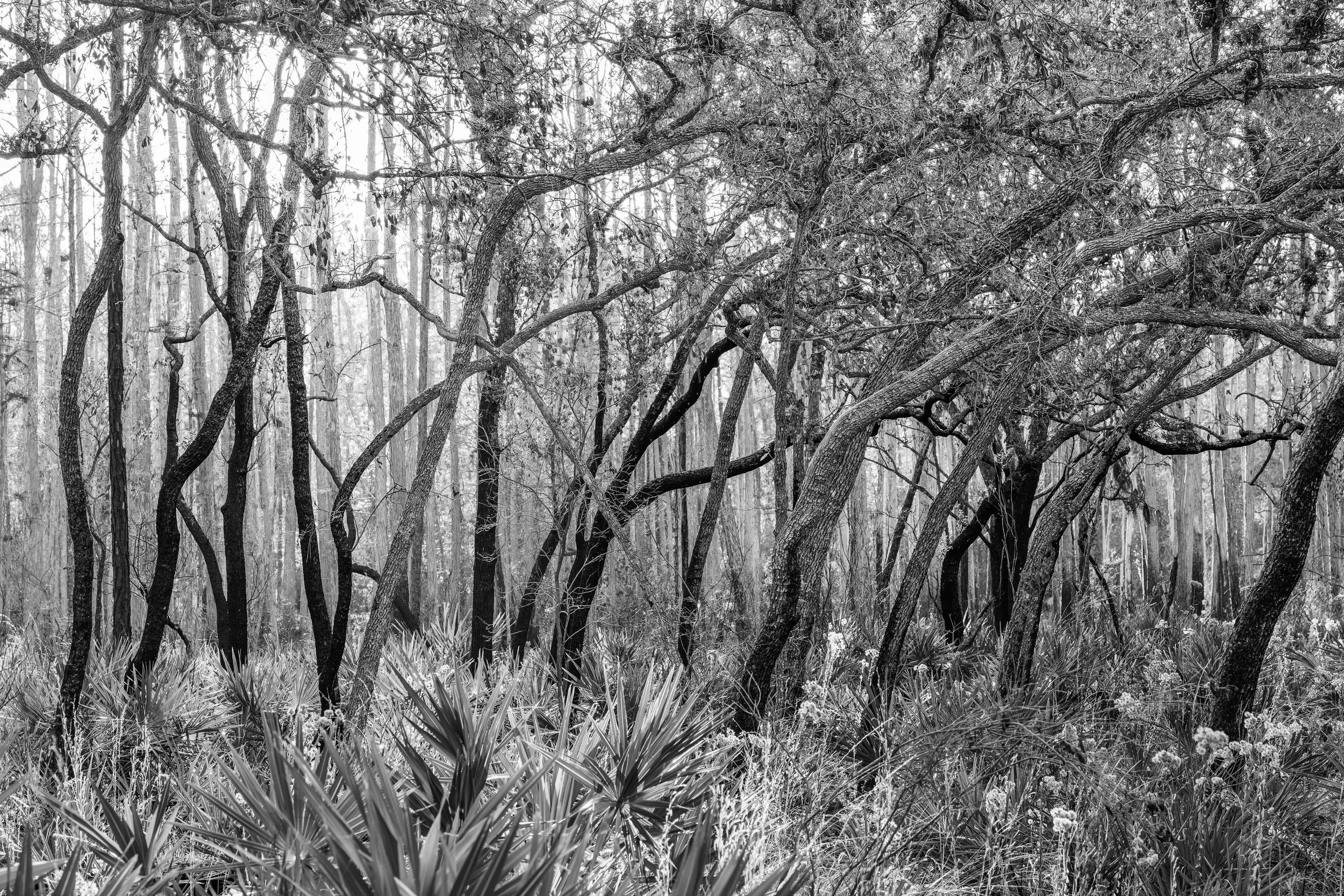 lsnwr - 2026-01-03-07348 copy.jpg