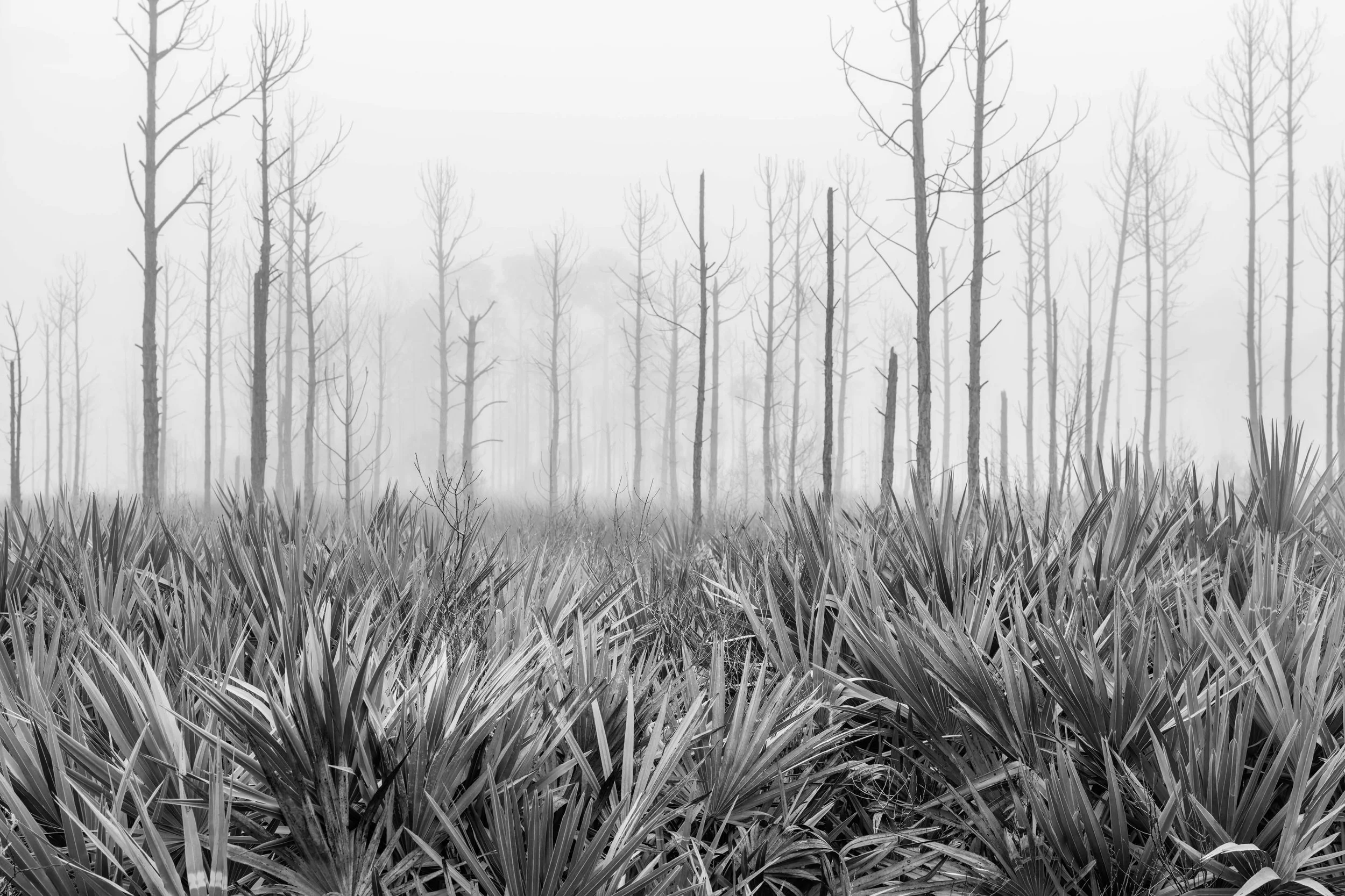 Cedar Key Scrub Reserve - Popp - 11.jpg