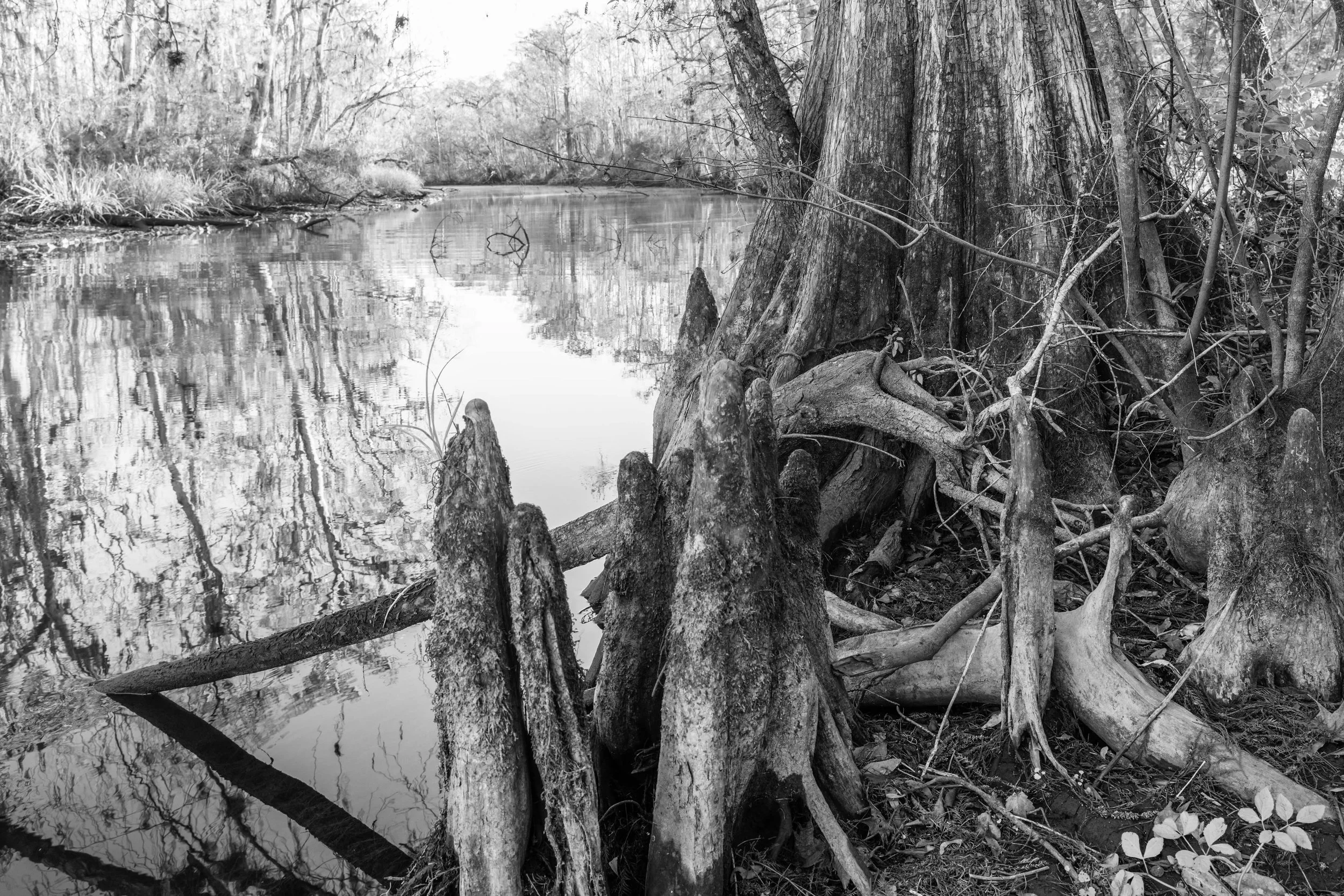 lsnwr - 2026-02-08-09784 copy.jpg