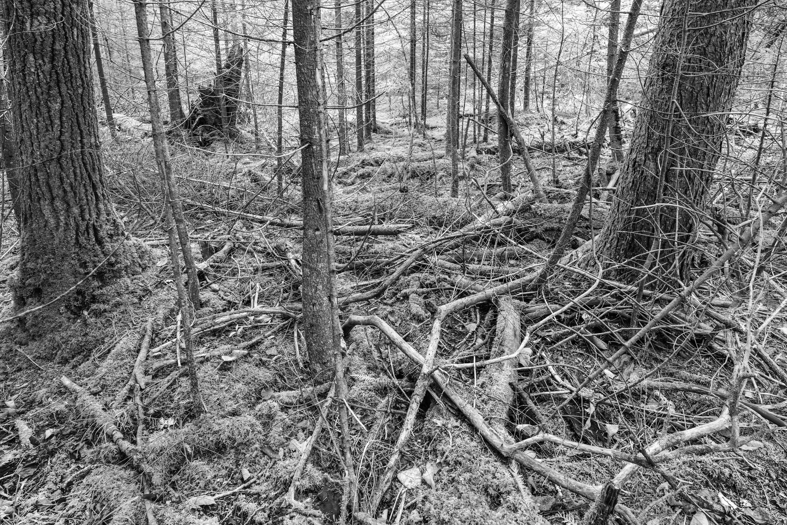 newport sp - 2025-10-25-04920 copy.jpg