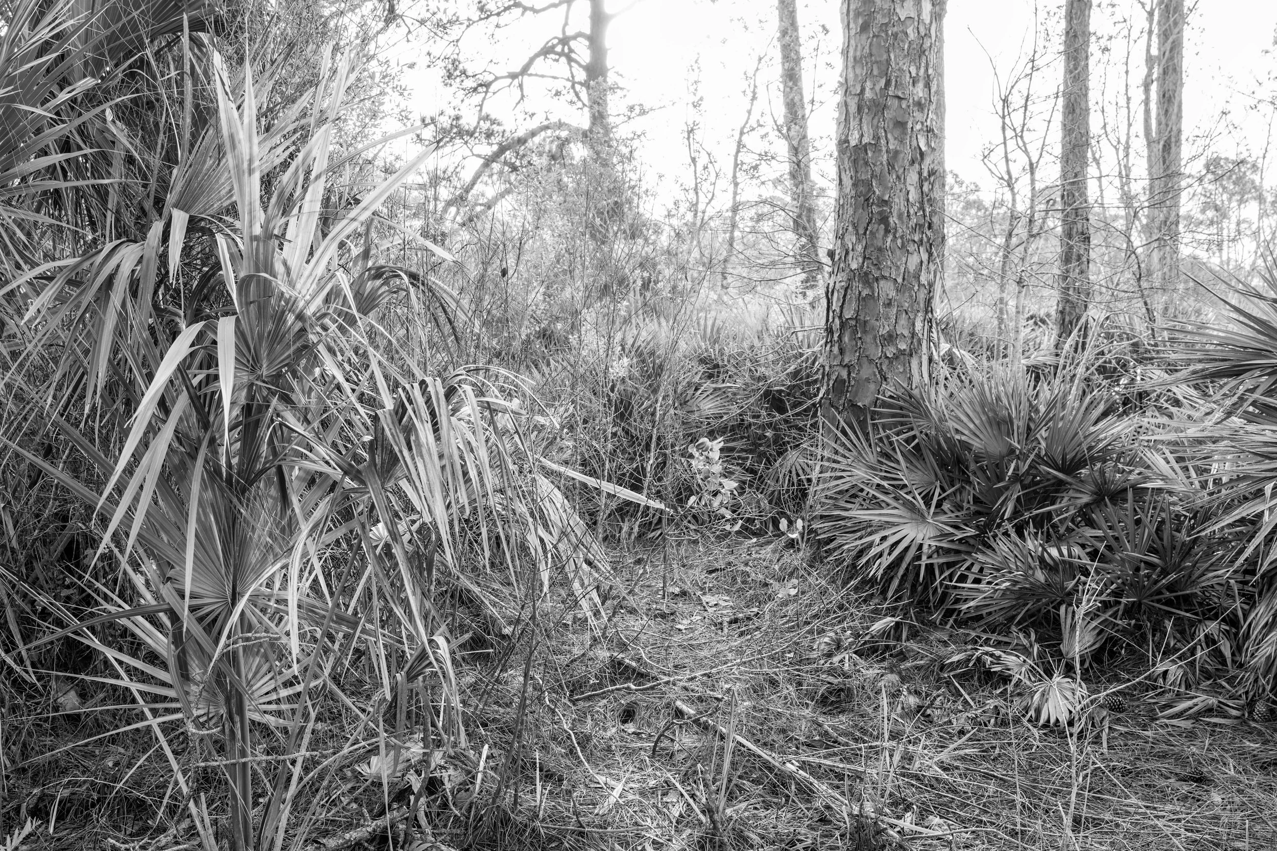 Cedar Key Scrub Reserve - Popp - 10.jpg