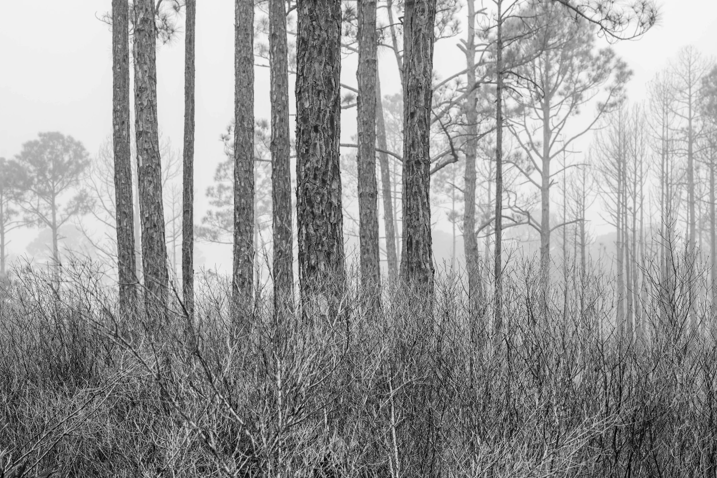 Cedar Key Scrub Reserve - Popp - 12.jpg