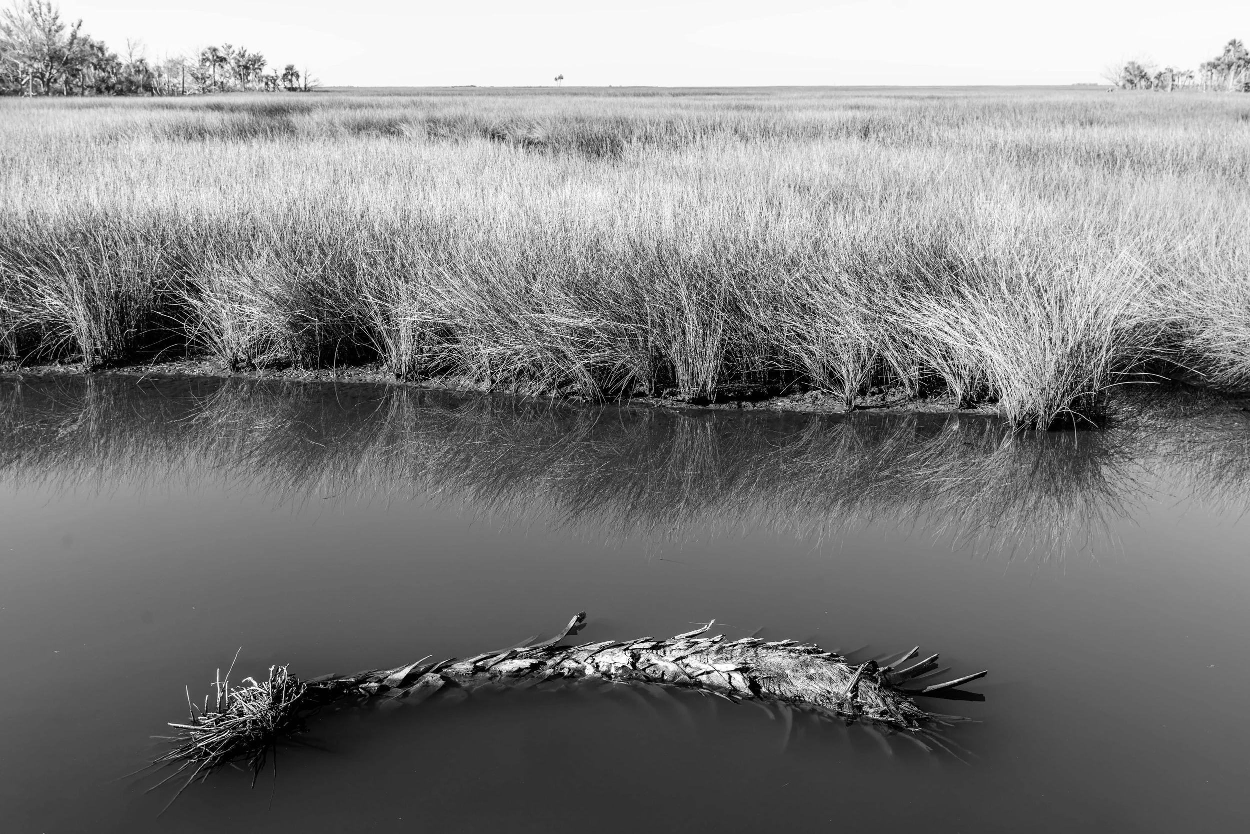 lsnwr - 2026-01-01-07256 copy.jpg