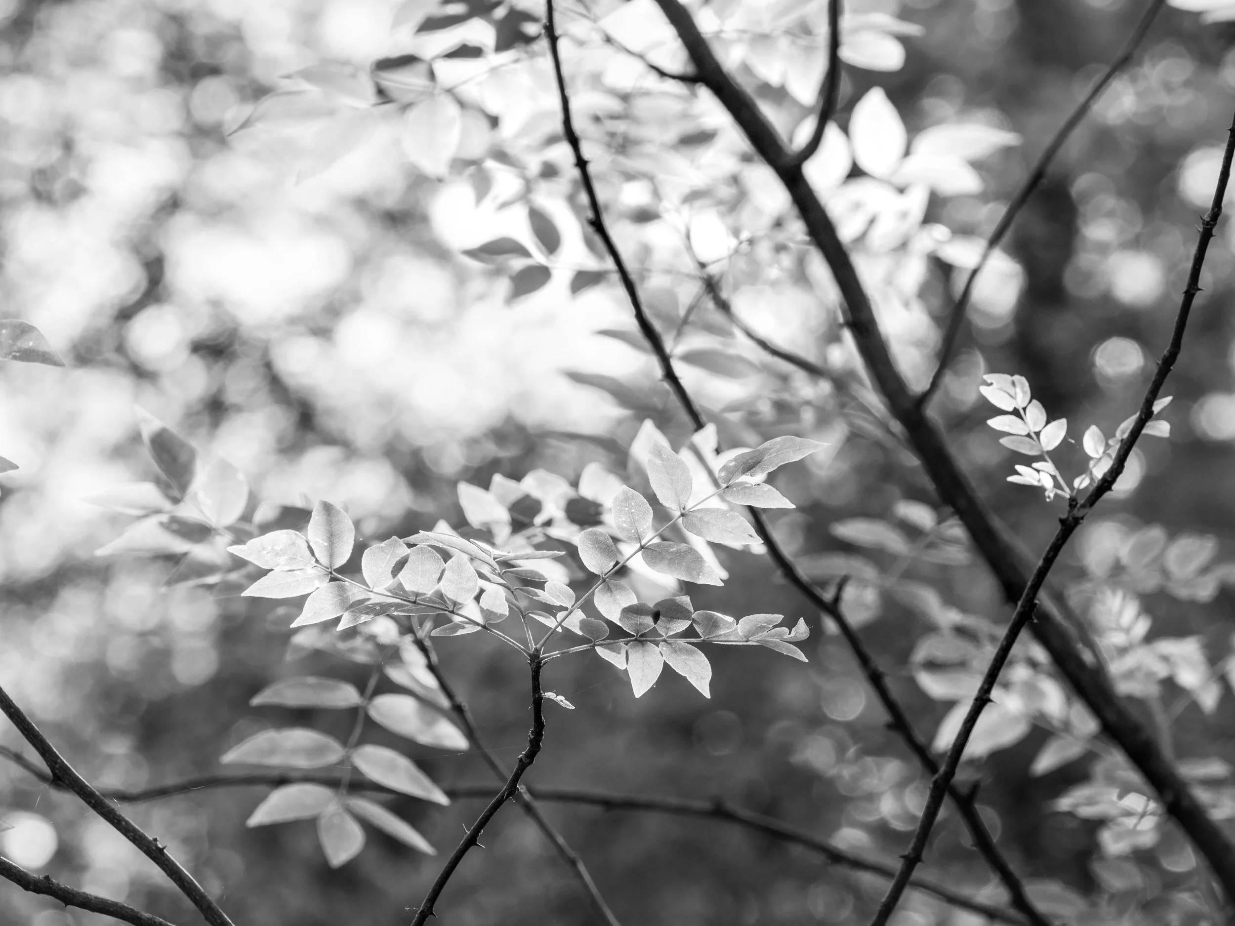 km - 2024-06-19-6190437 copy.jpg