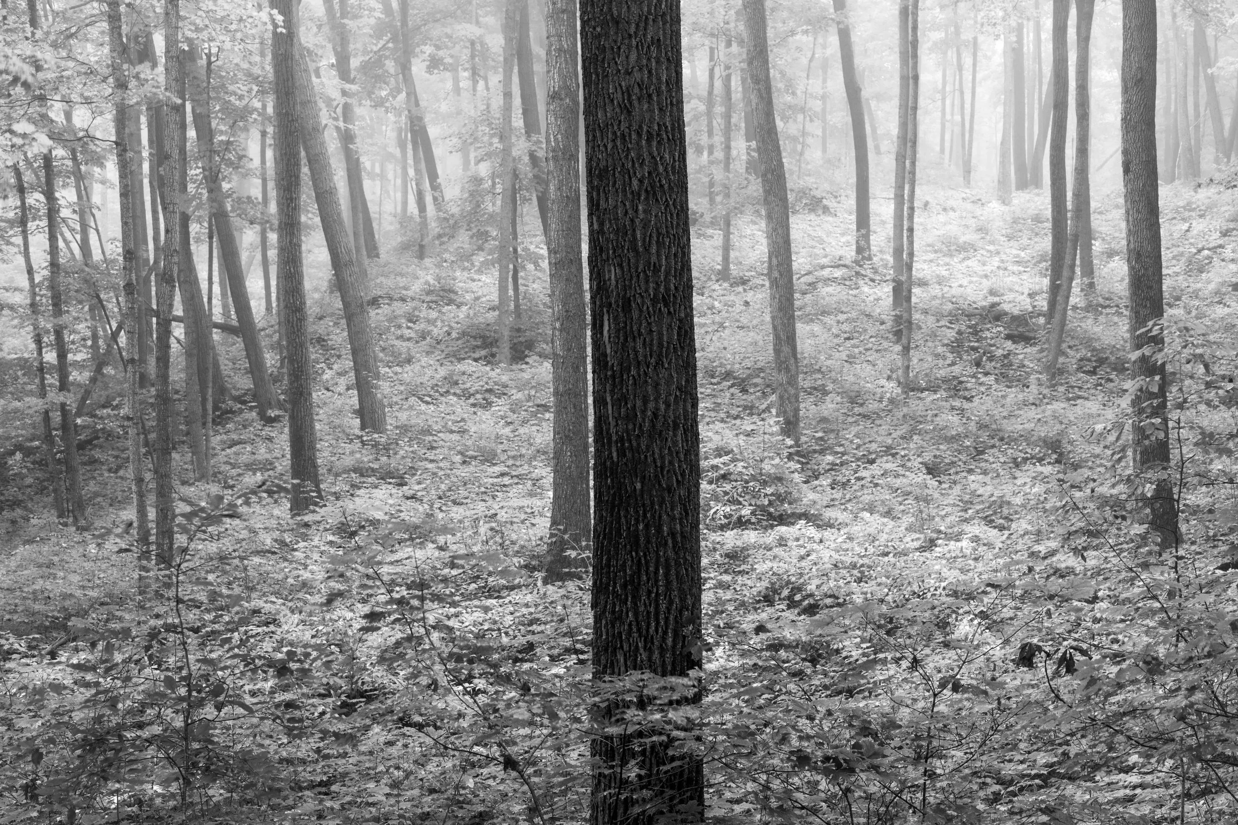 km  - 9-16-2019-00516 copy.jpg