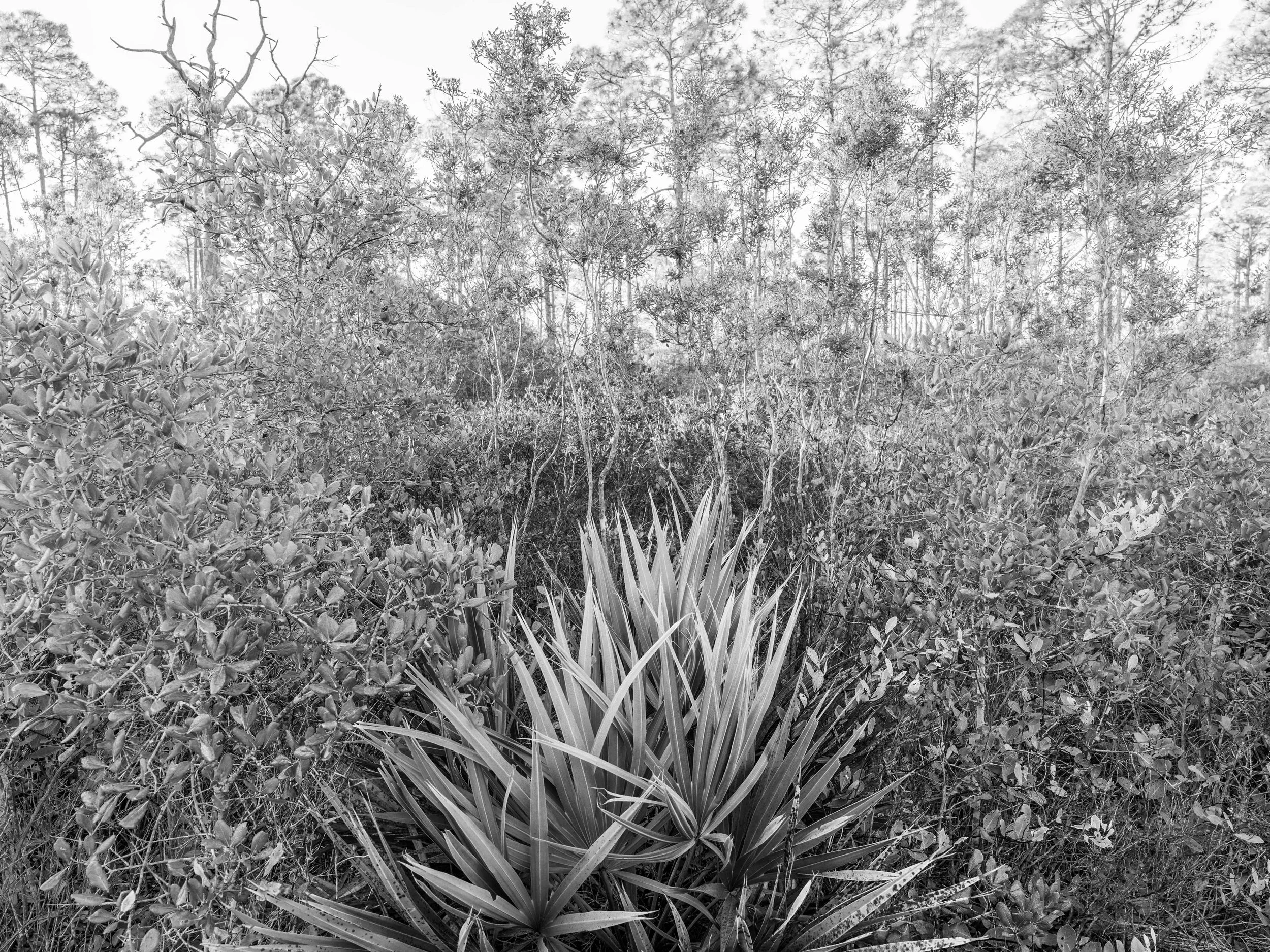 Cedar Key Scrub Reserve - Popp - 6.jpg