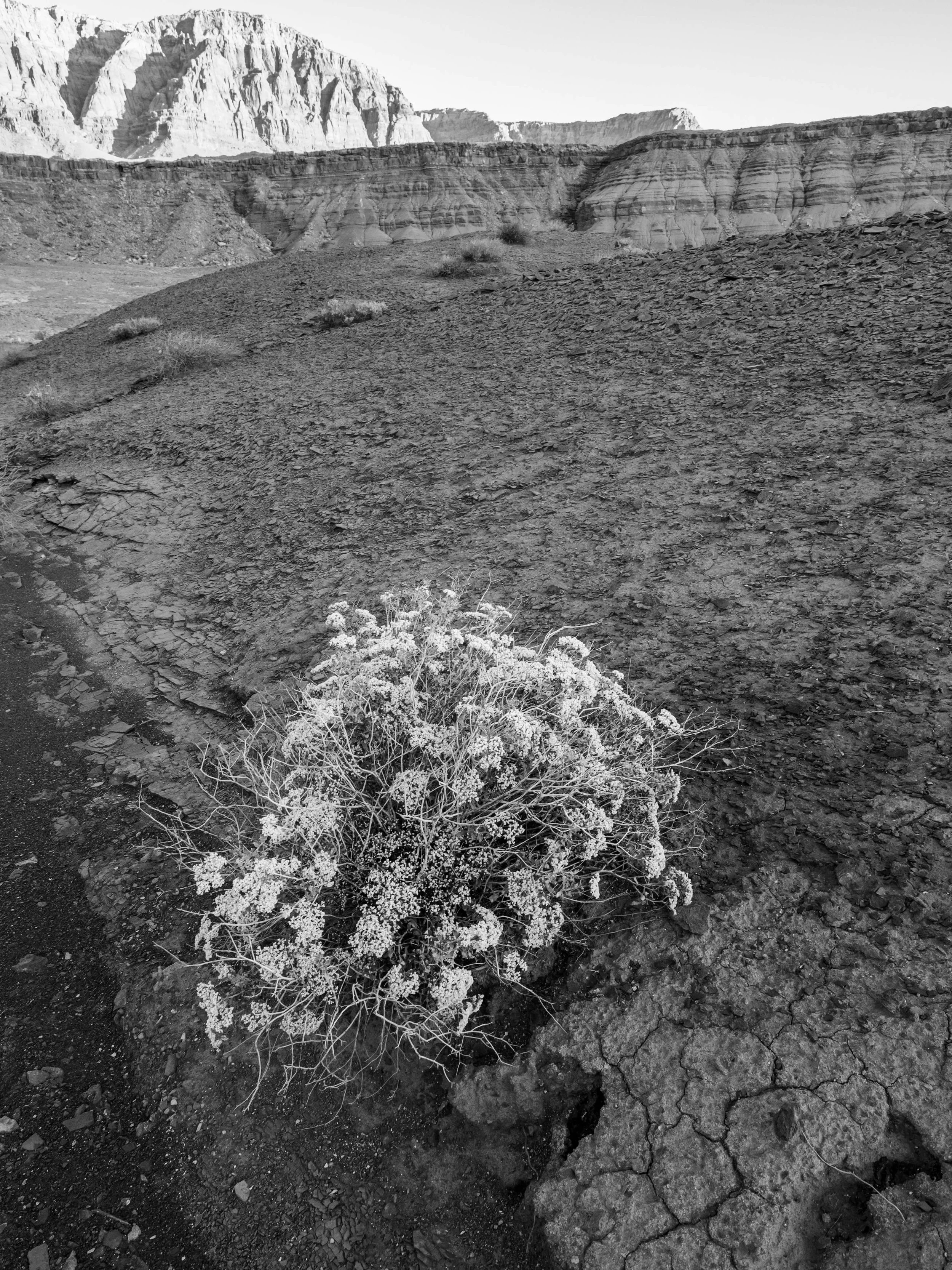 AZ 2026 - glen canyon nra - cathedral rock-170996.jpg