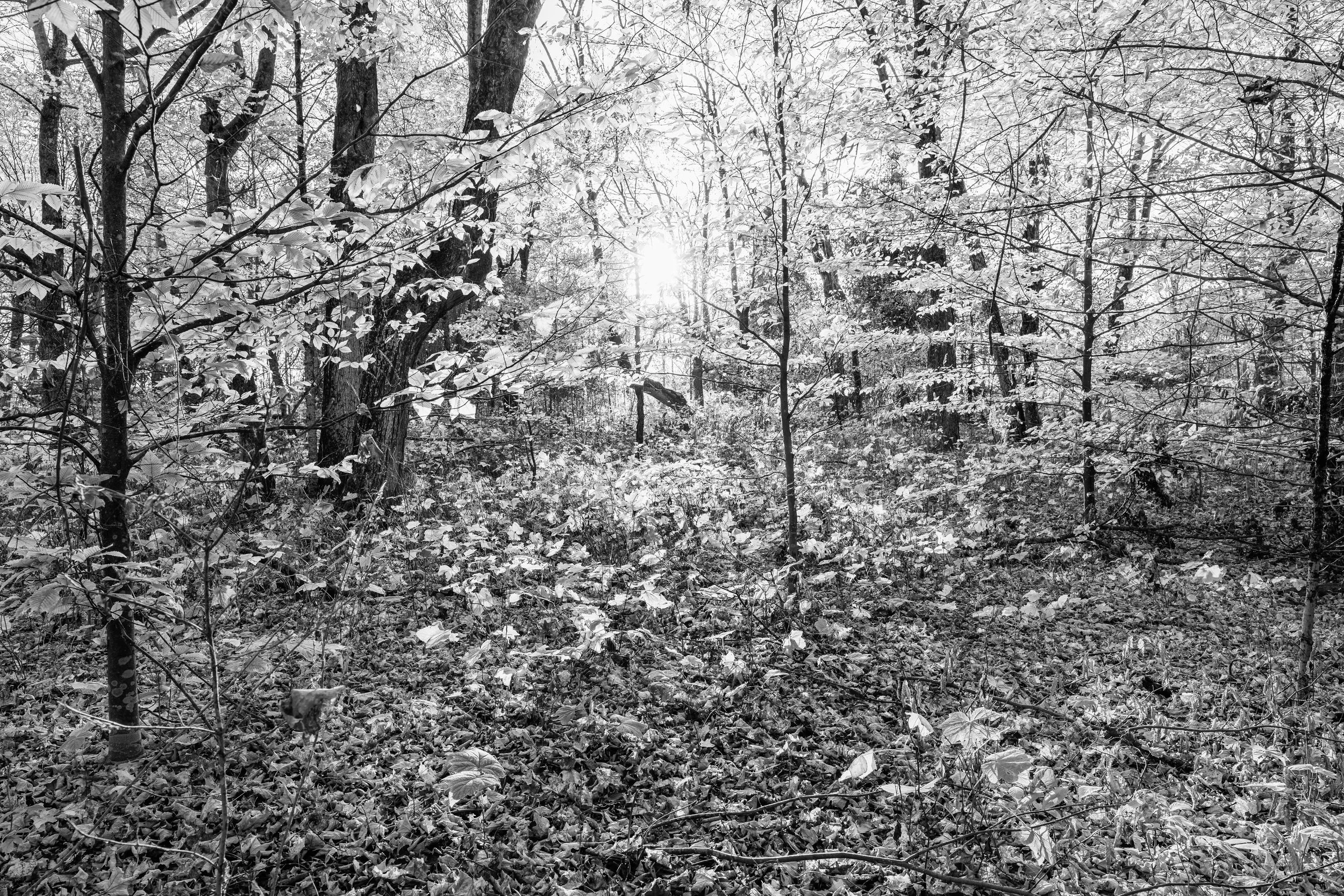 newport sp - 2025-10-26-04966 copy.jpg