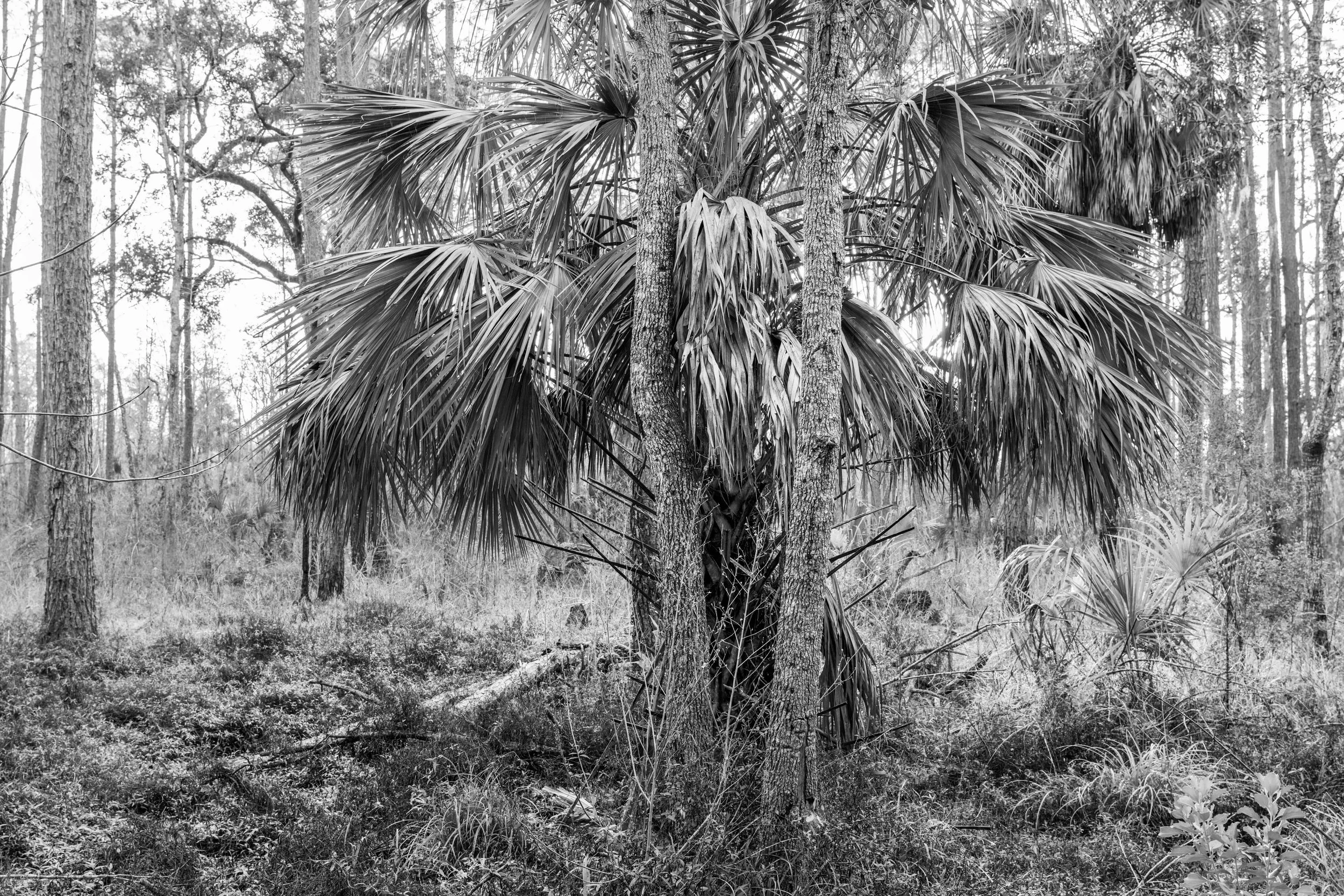 lsnwr - 2026-01-02-07274 copy.jpg