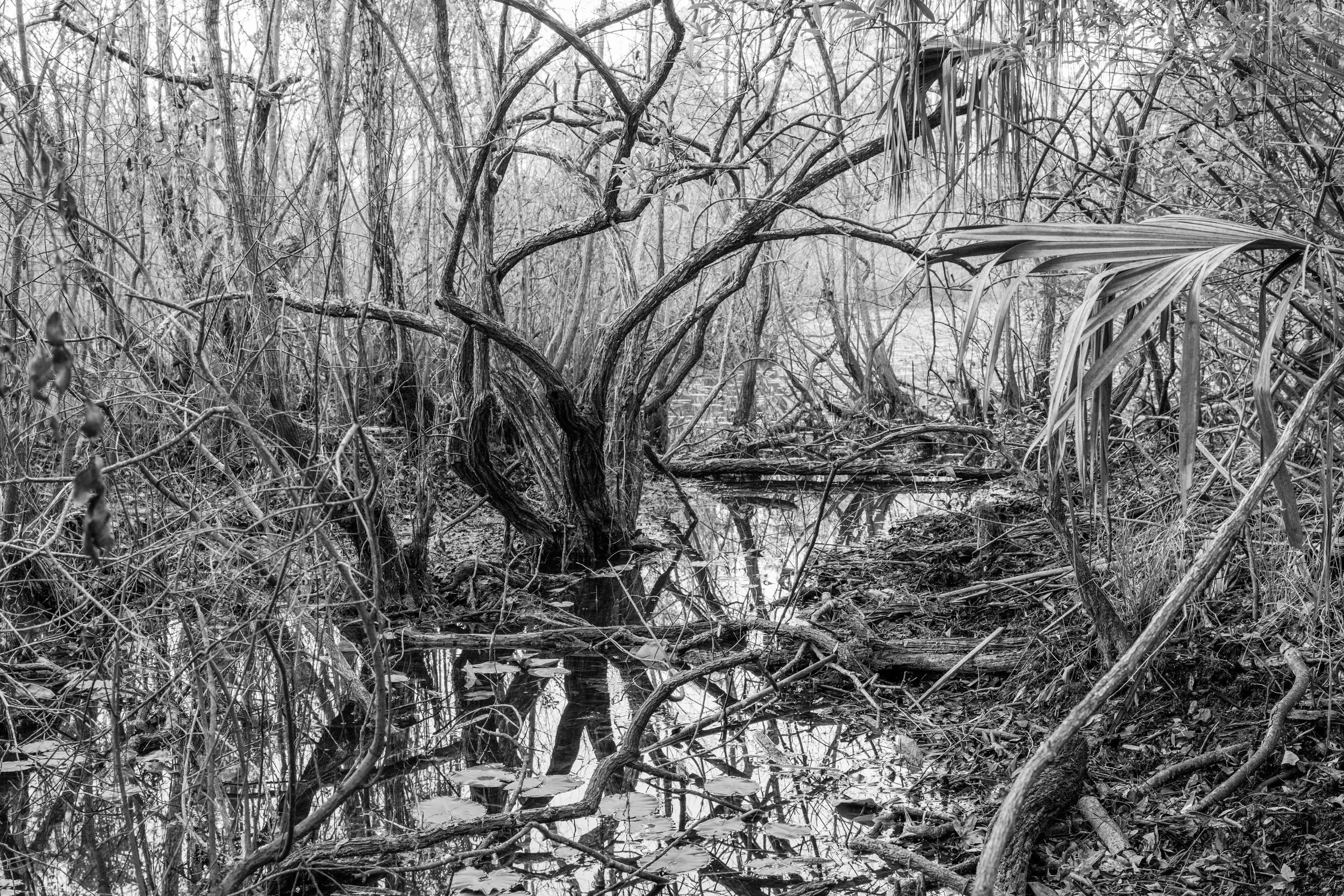 lsnwr - 2026-02-08-09756 copy.jpg