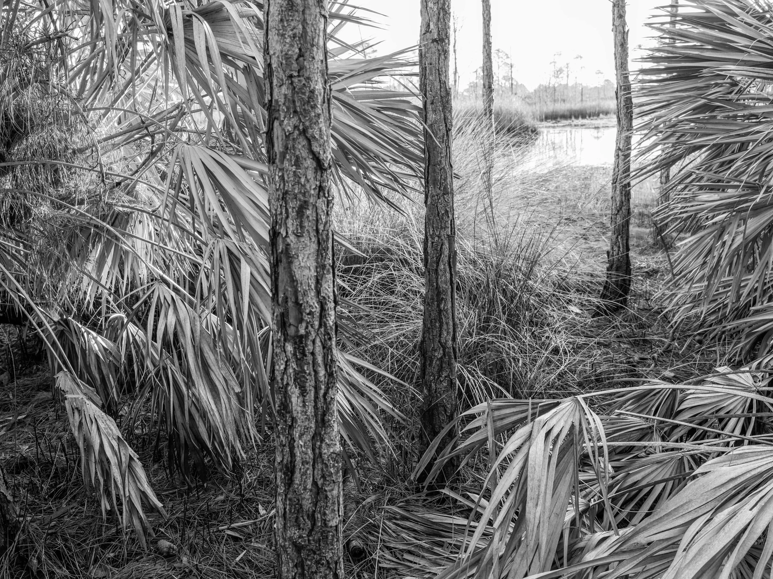 Cedar Key Scrub Reserve - Popp - 2.jpg