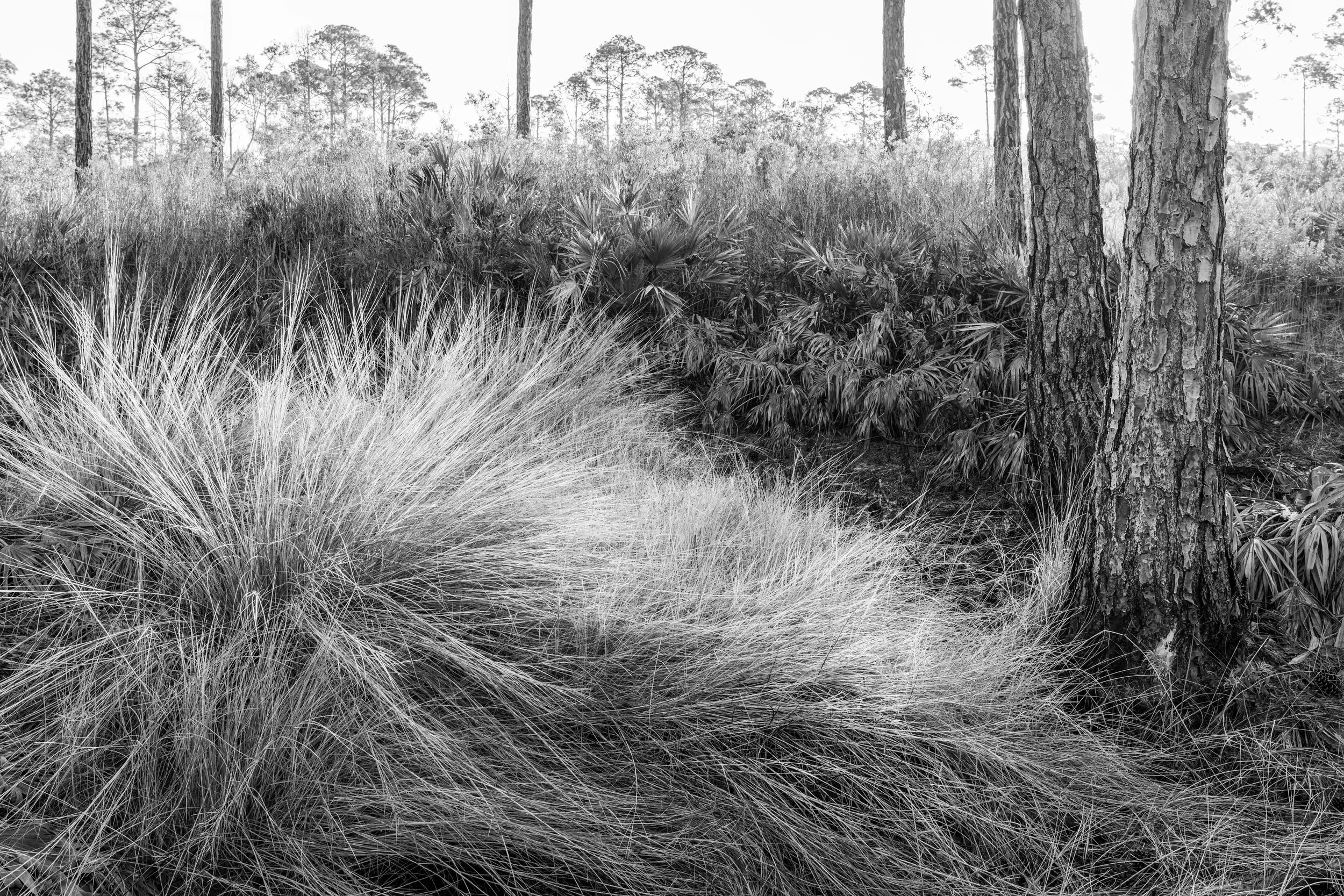 Cedar Key Scrub Reserve - Popp - 3.jpg