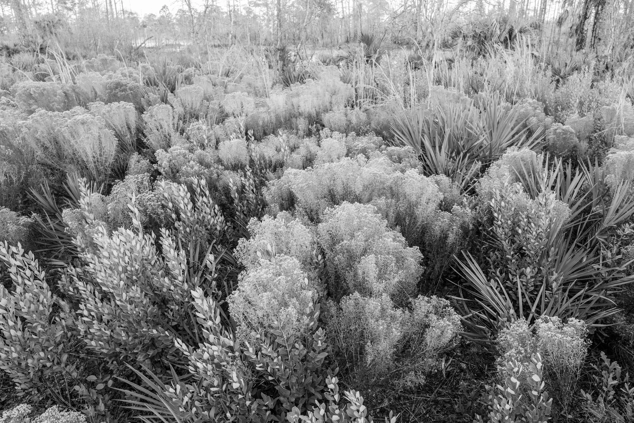 Cedar Key Scrub Reserve - Popp - 8.jpg