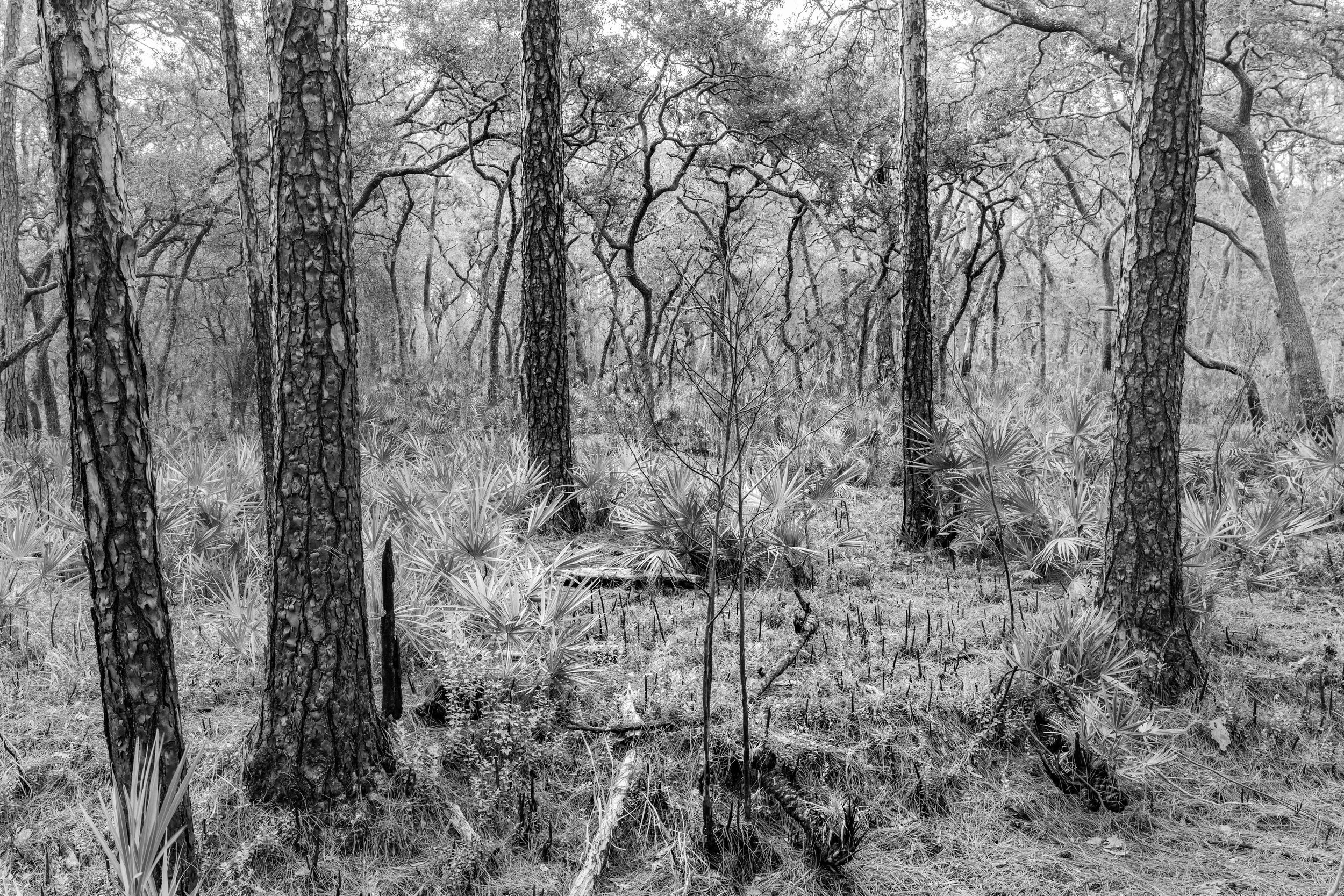 lsnwr - 2026-02-15-00175 copy.jpg