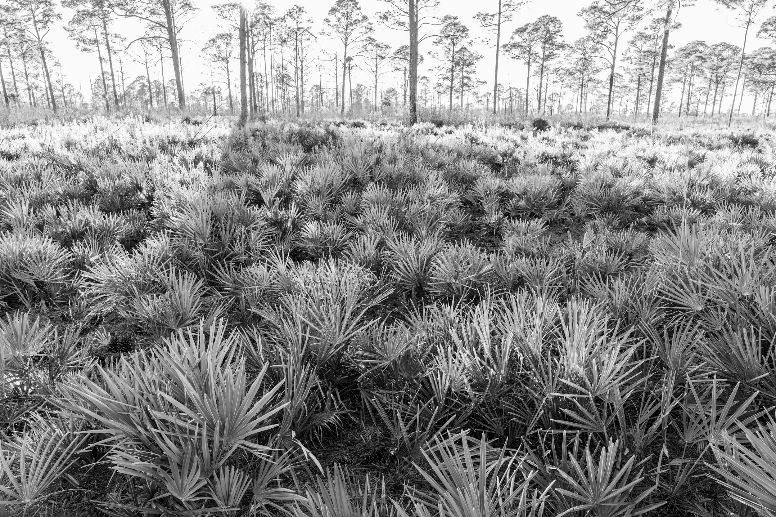 Cedar Key Scrub Reserve - Popp - 5.jpg