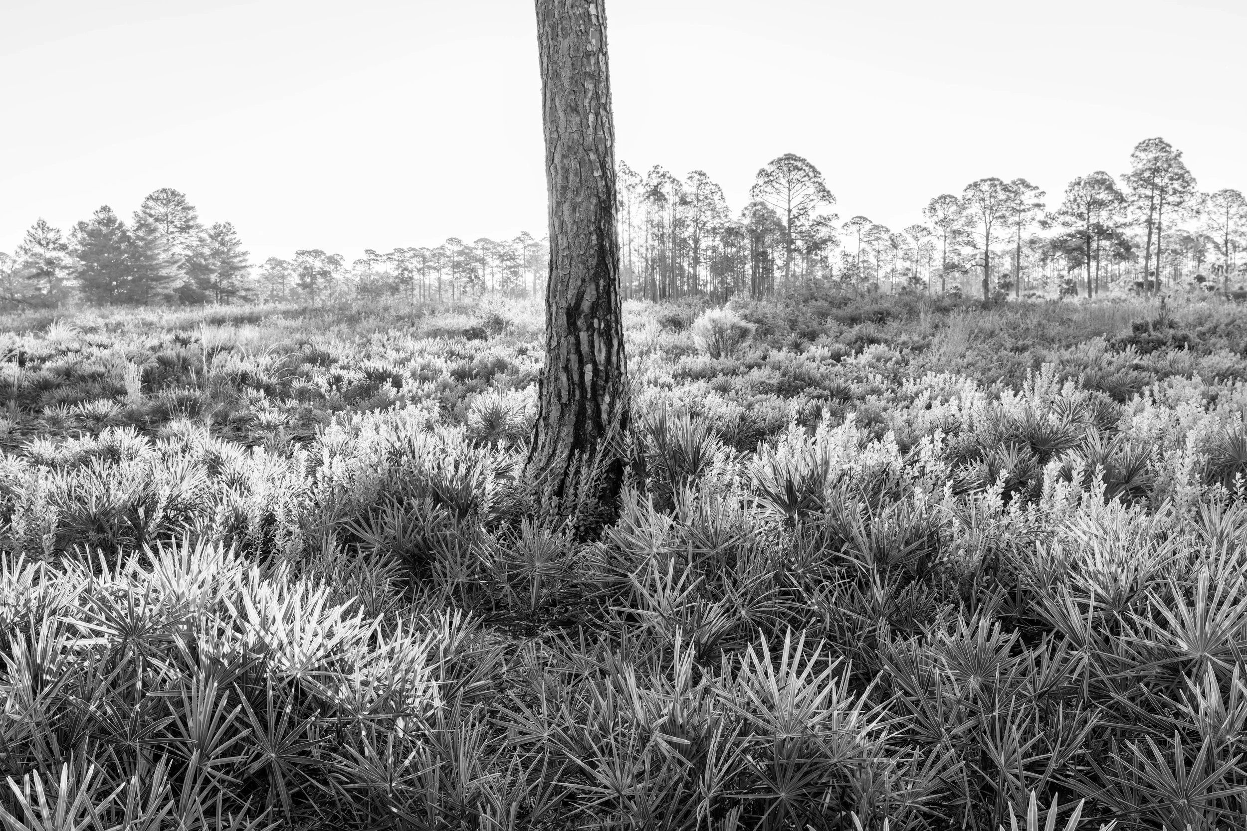 Cedar Key Scrub Reserve - Popp - 7.jpg