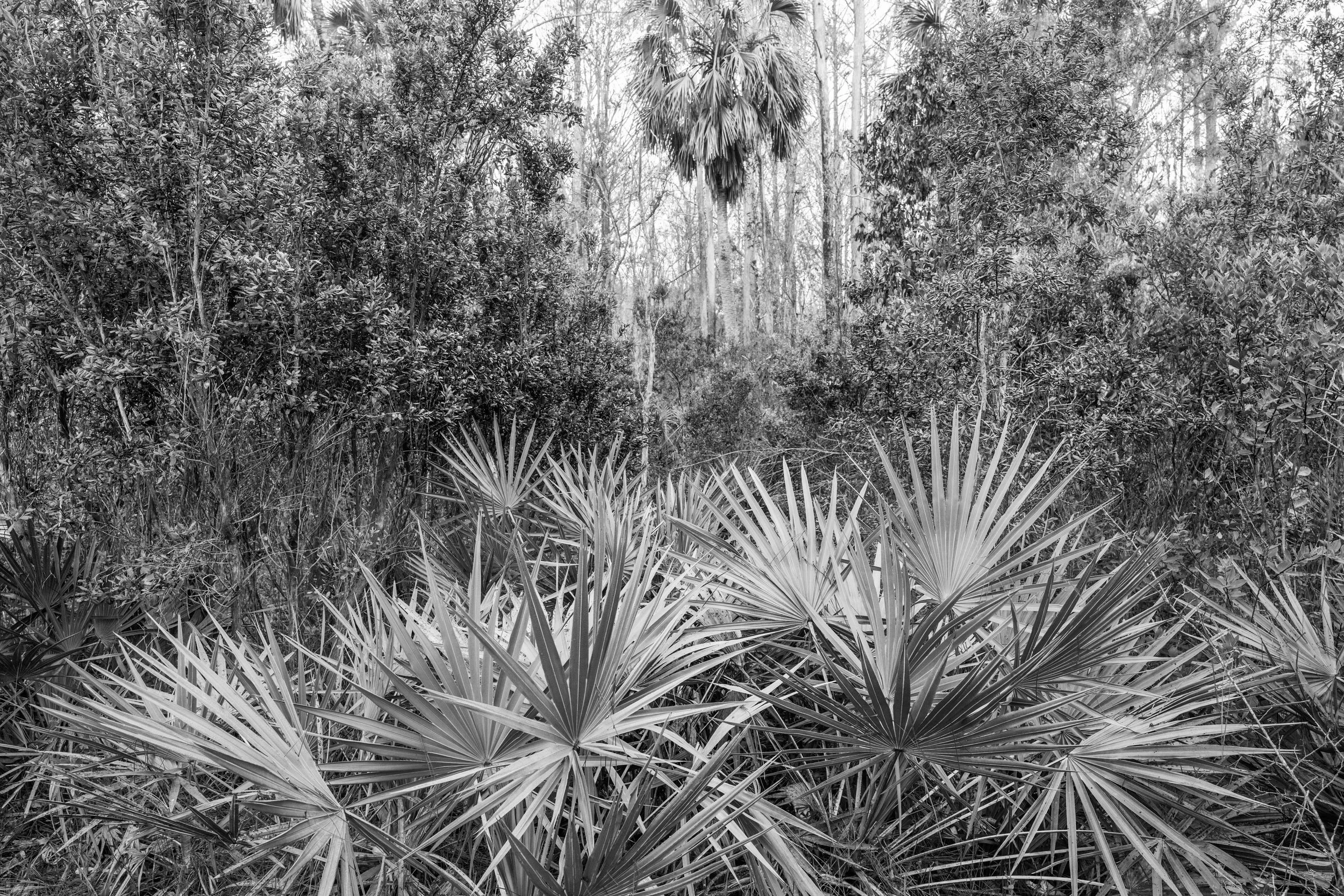 lsnwr - 2026-01-06-07490 copy.jpg