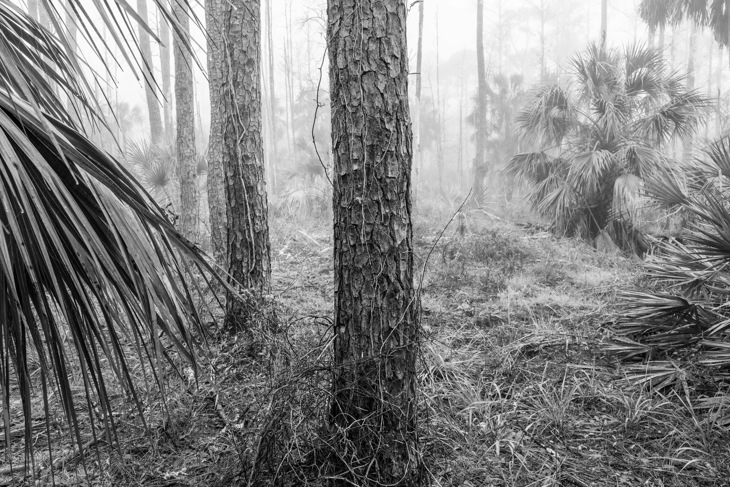 lsnwr - 2026-02-13-09996 copy.jpg