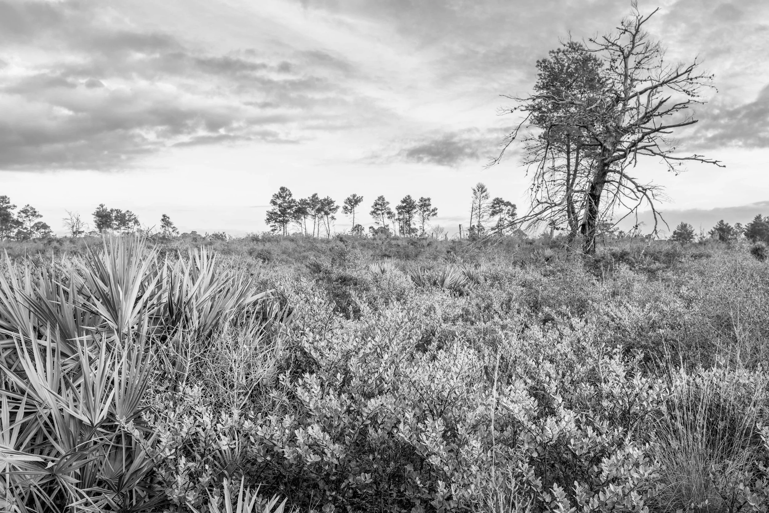 Cedar Key Scrub Reserve - Popp - 1.jpg