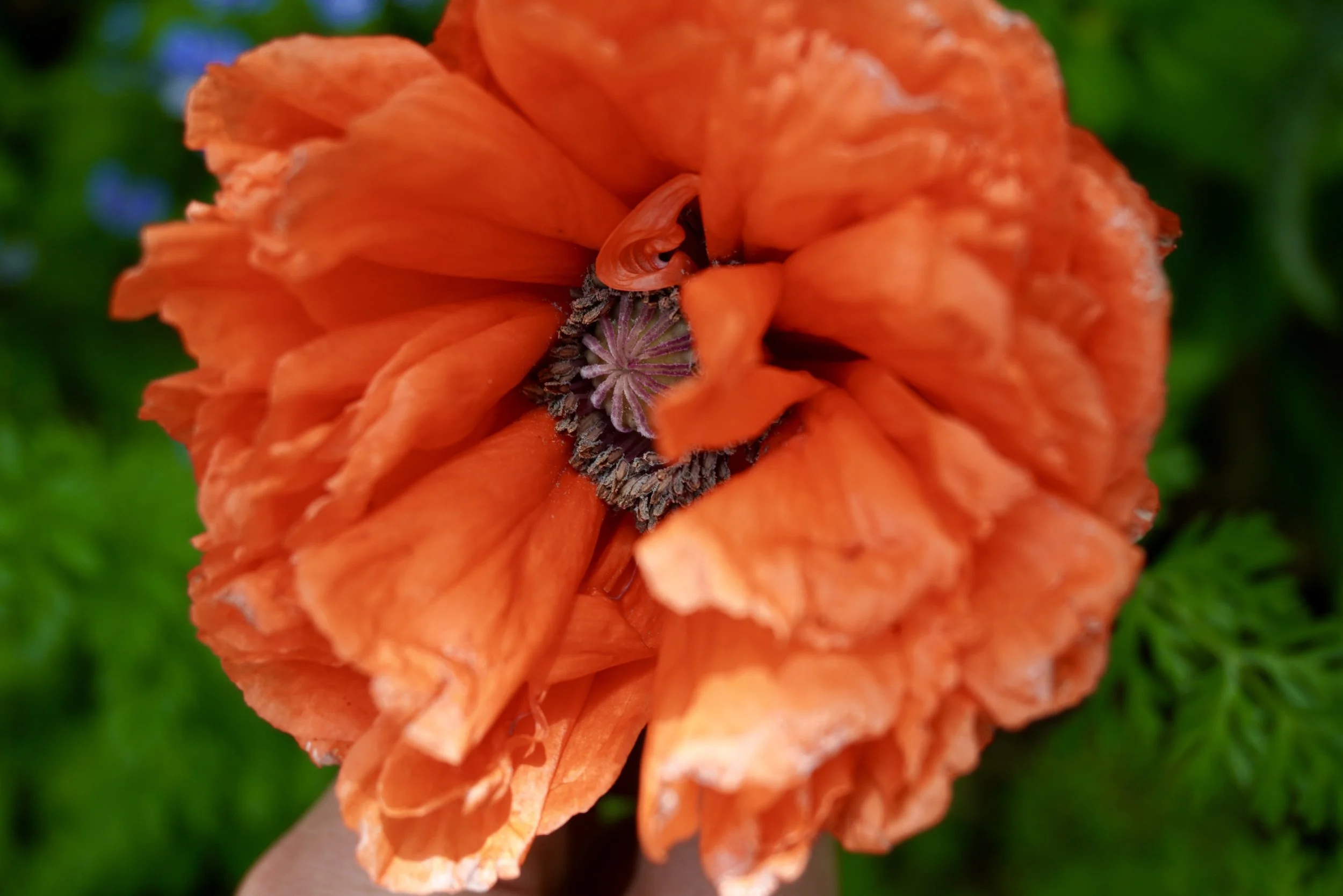 DSC00564.JPG