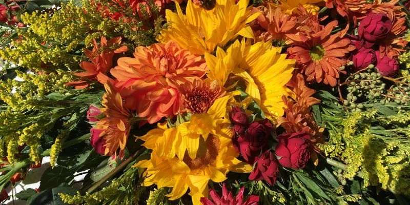 Thanksgiving Centerpieces with Moonstone Crossing and Moonstone In Bloom