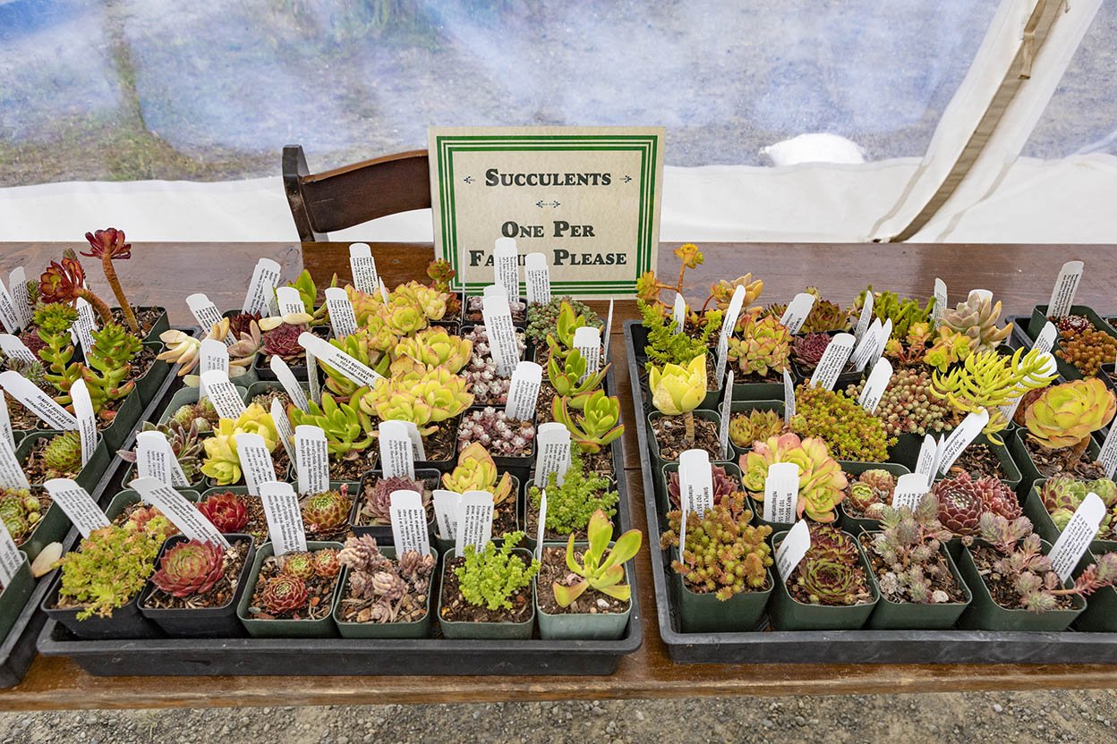Table of succulents (Copy)