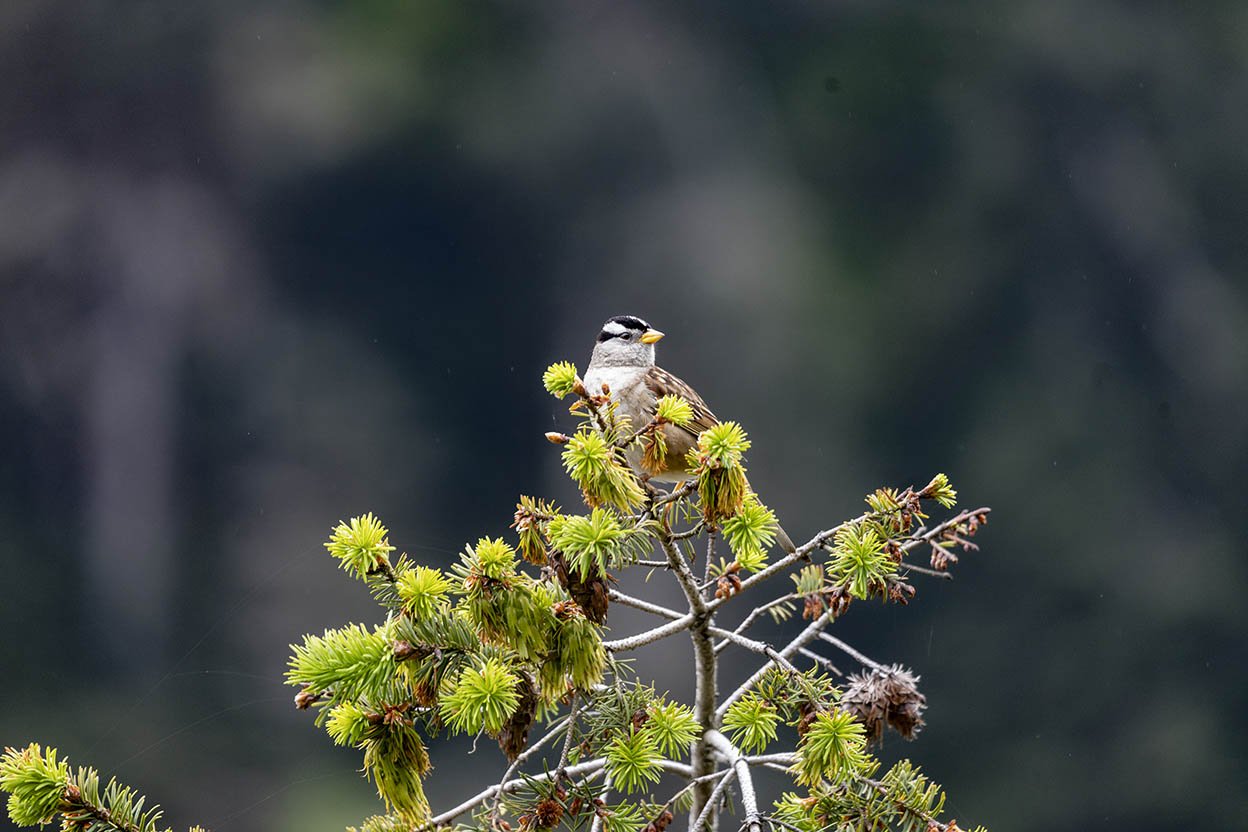 Gold crowned sparrow sits atop tree (Copy)