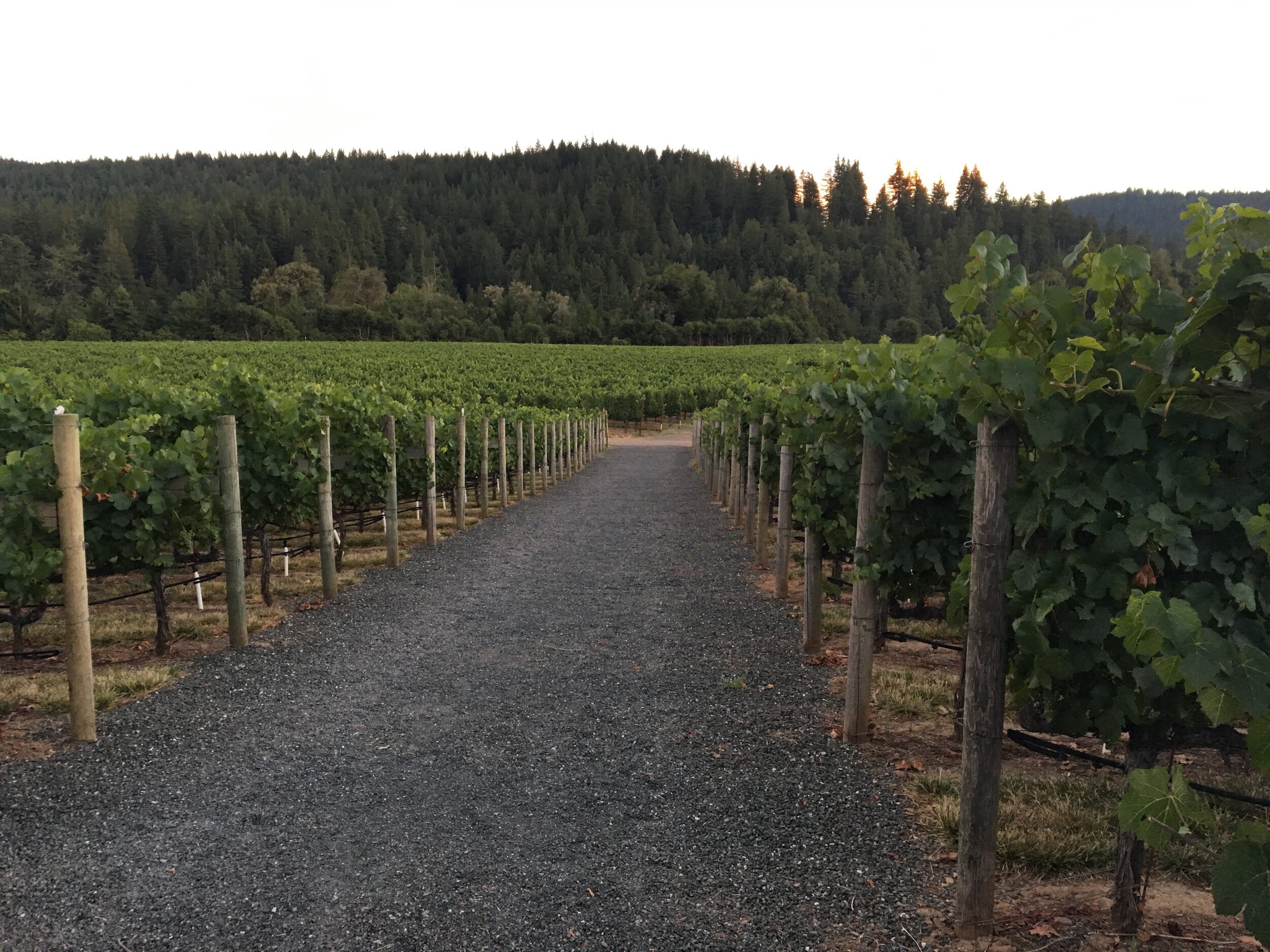 Road leading into vineyard at dusk