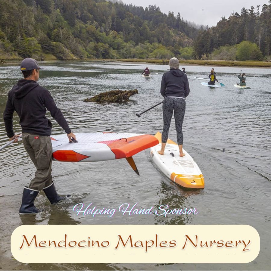 mendocino maples nursery logo