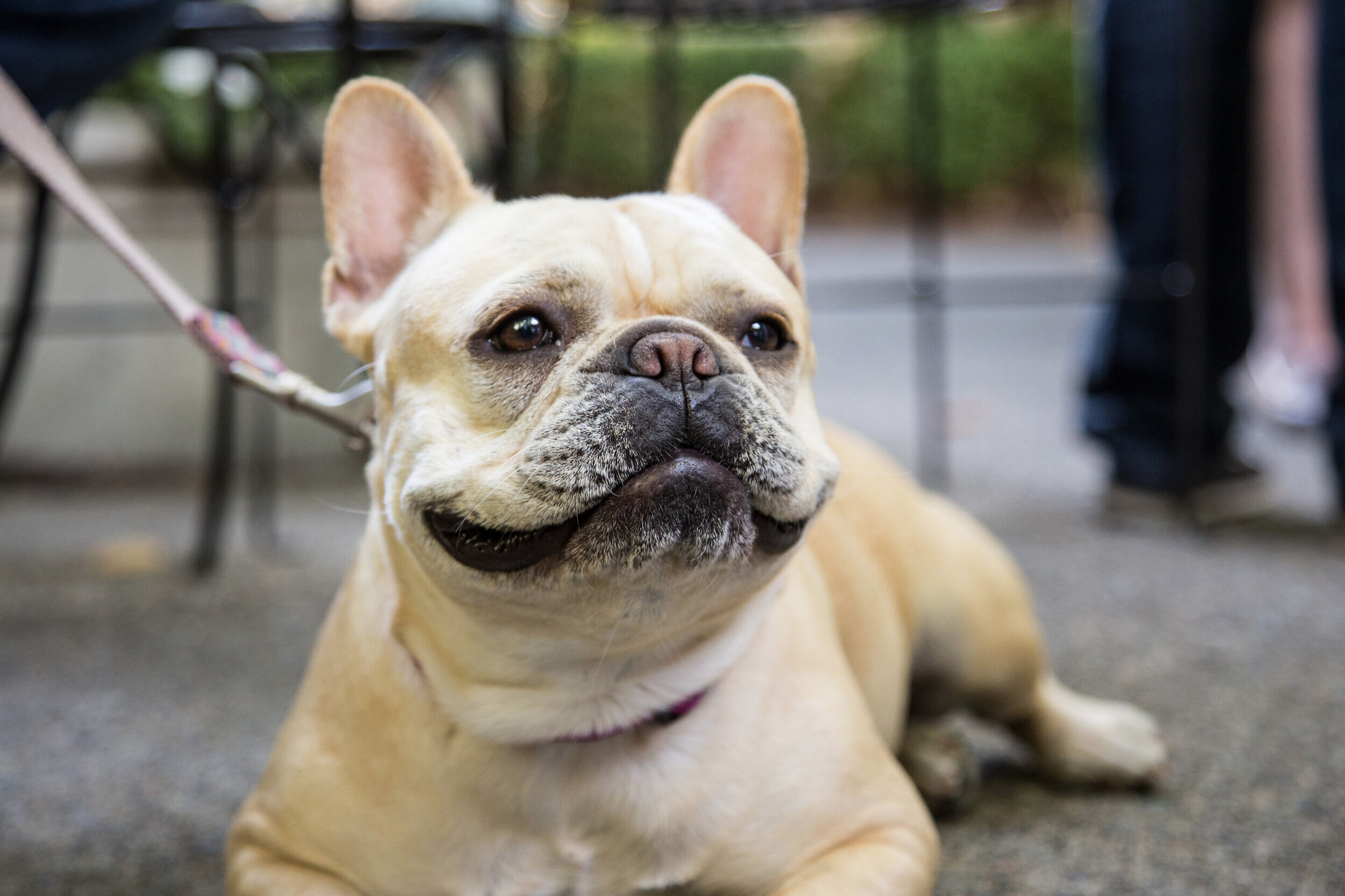 A cozy cottage in the Napa Valley with pet friendly accommodations