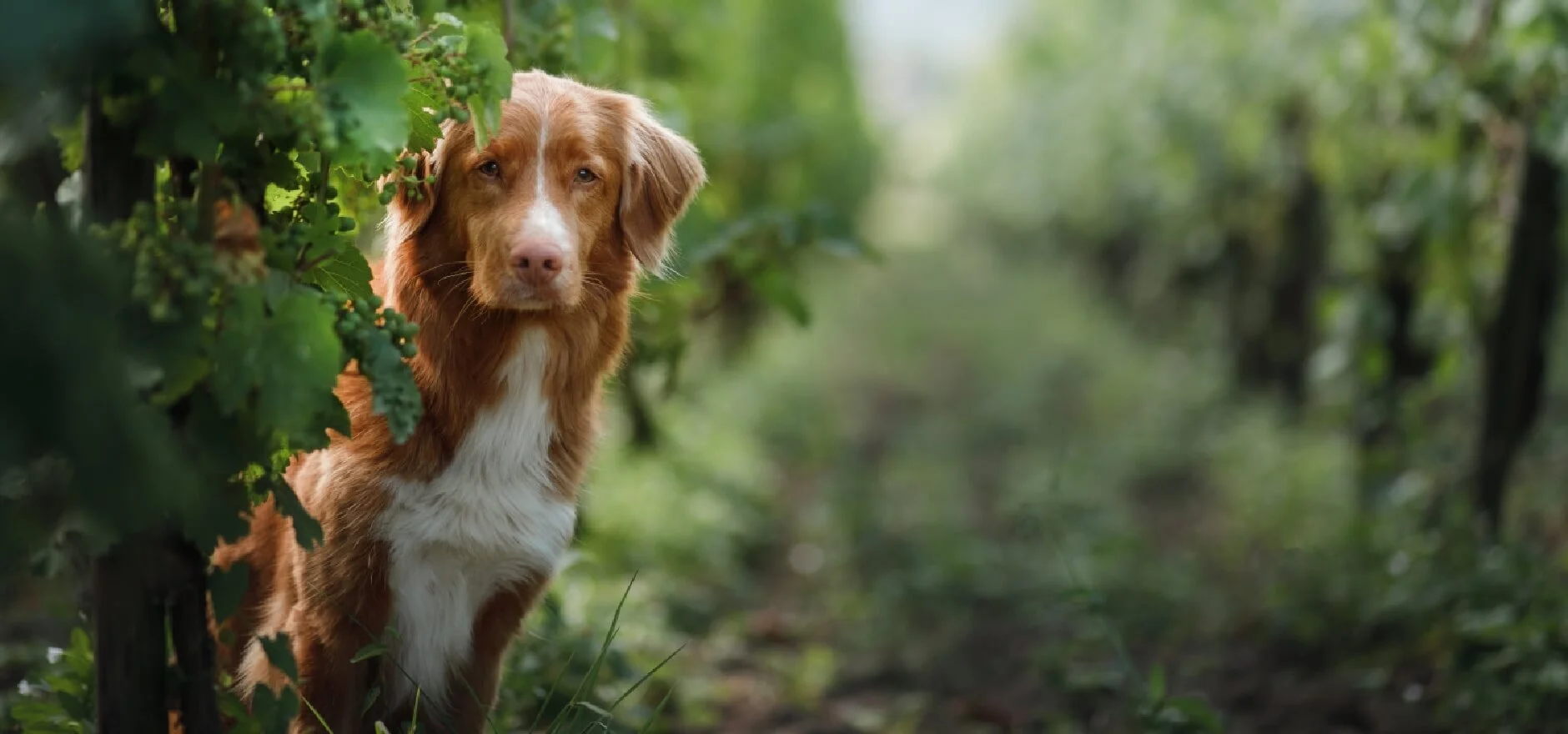 A Dog-Friendly Weekend in Napa Valley🐾