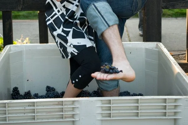 Crush Party - V Sattui winery