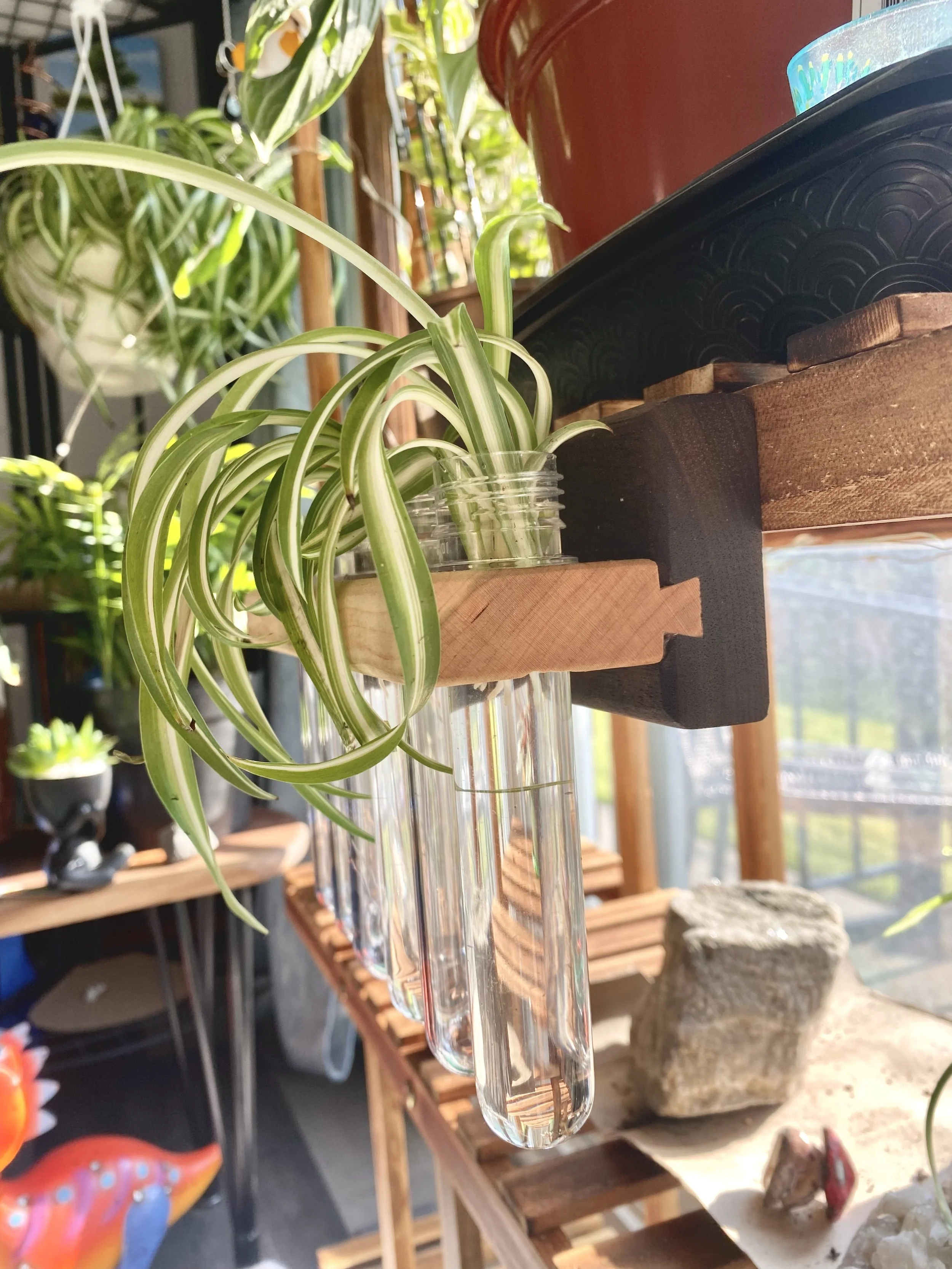 Hanging Plant Propagation Holder