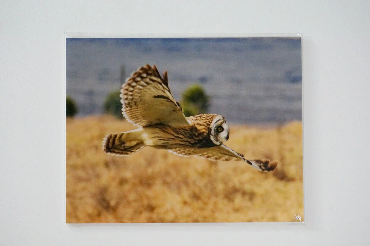 Pueo in Flight_11 x 14.jpg