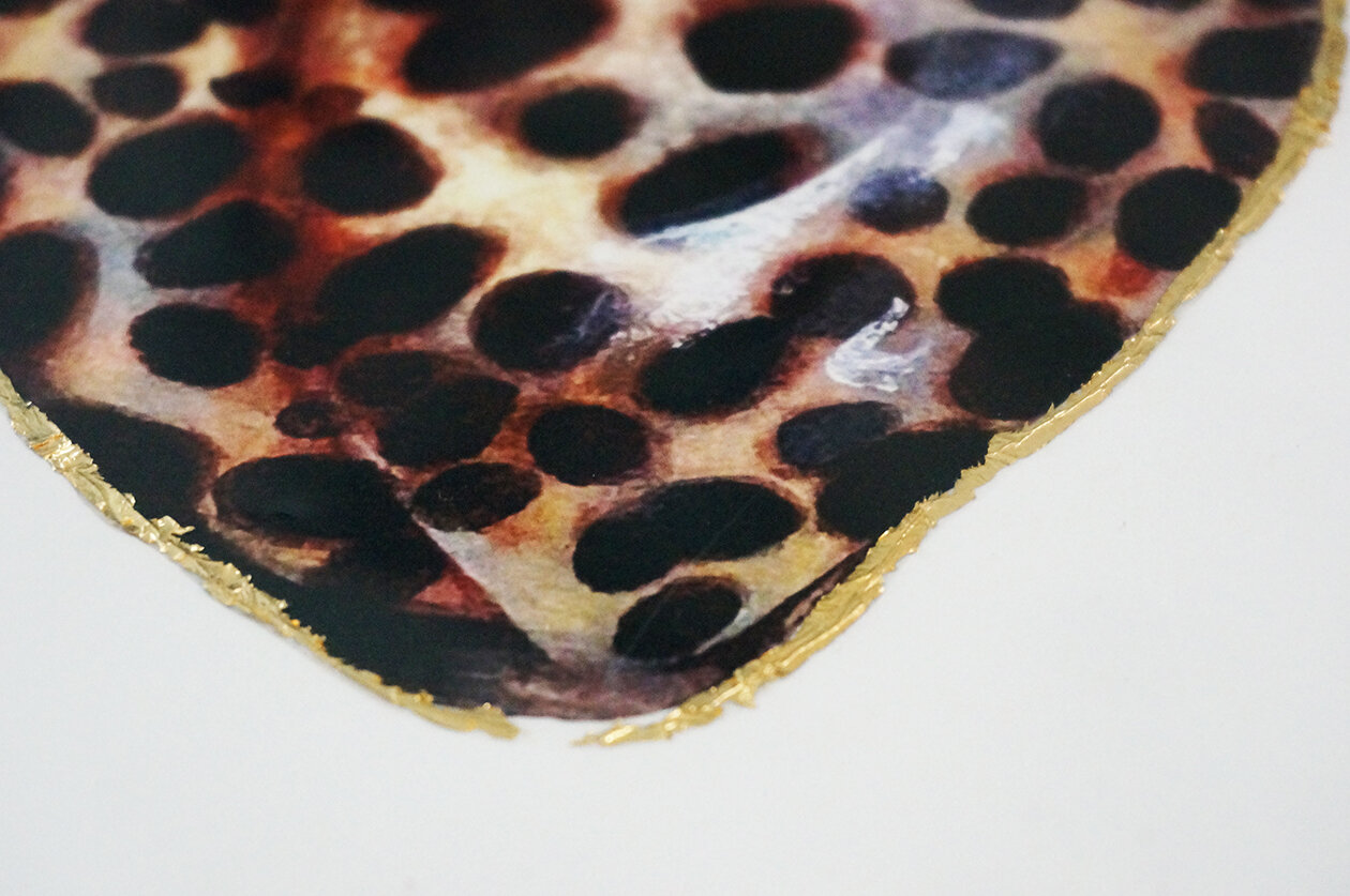 Tiger Cowrie_print_3.jpg