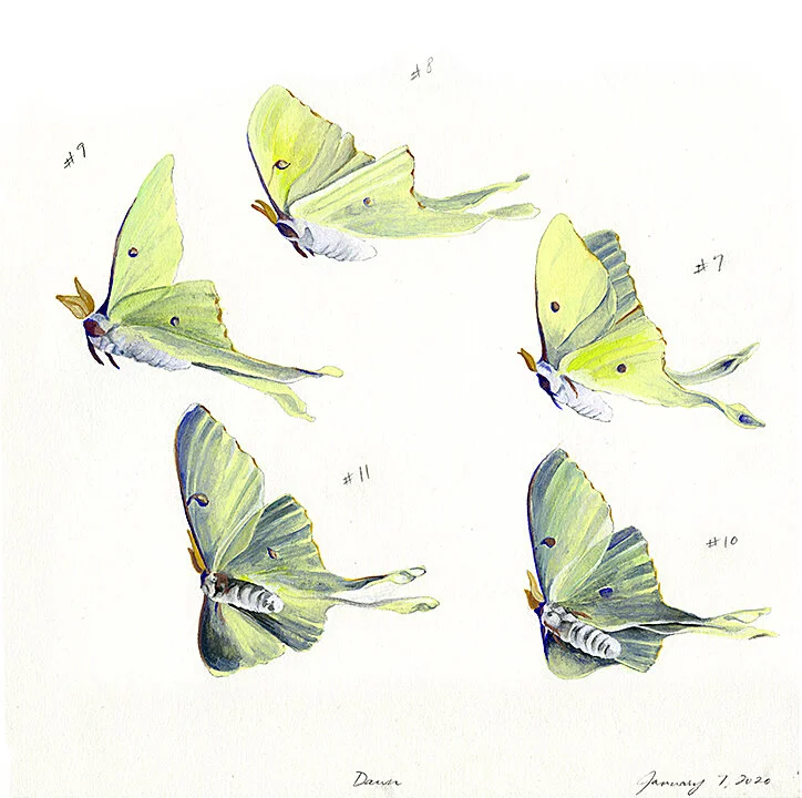Moth 7-11 (Dawn), gouache & watercolor on paper, 2019/2020