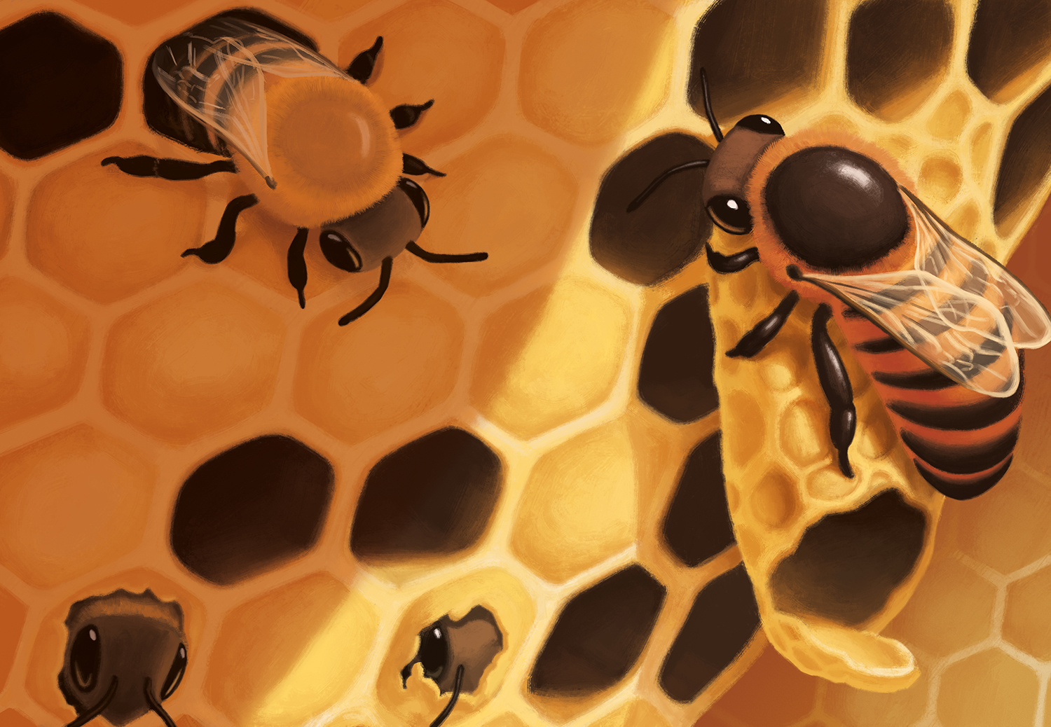 Honey Bees 08 Ken Samonte.jpg