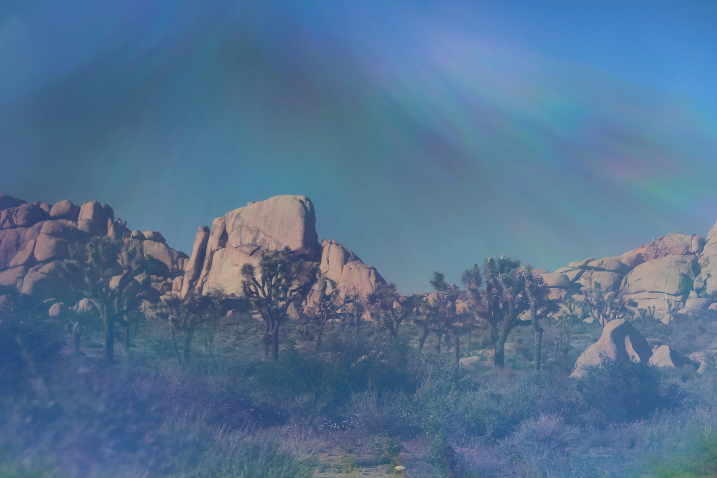 Psychedelic Joshua Tree